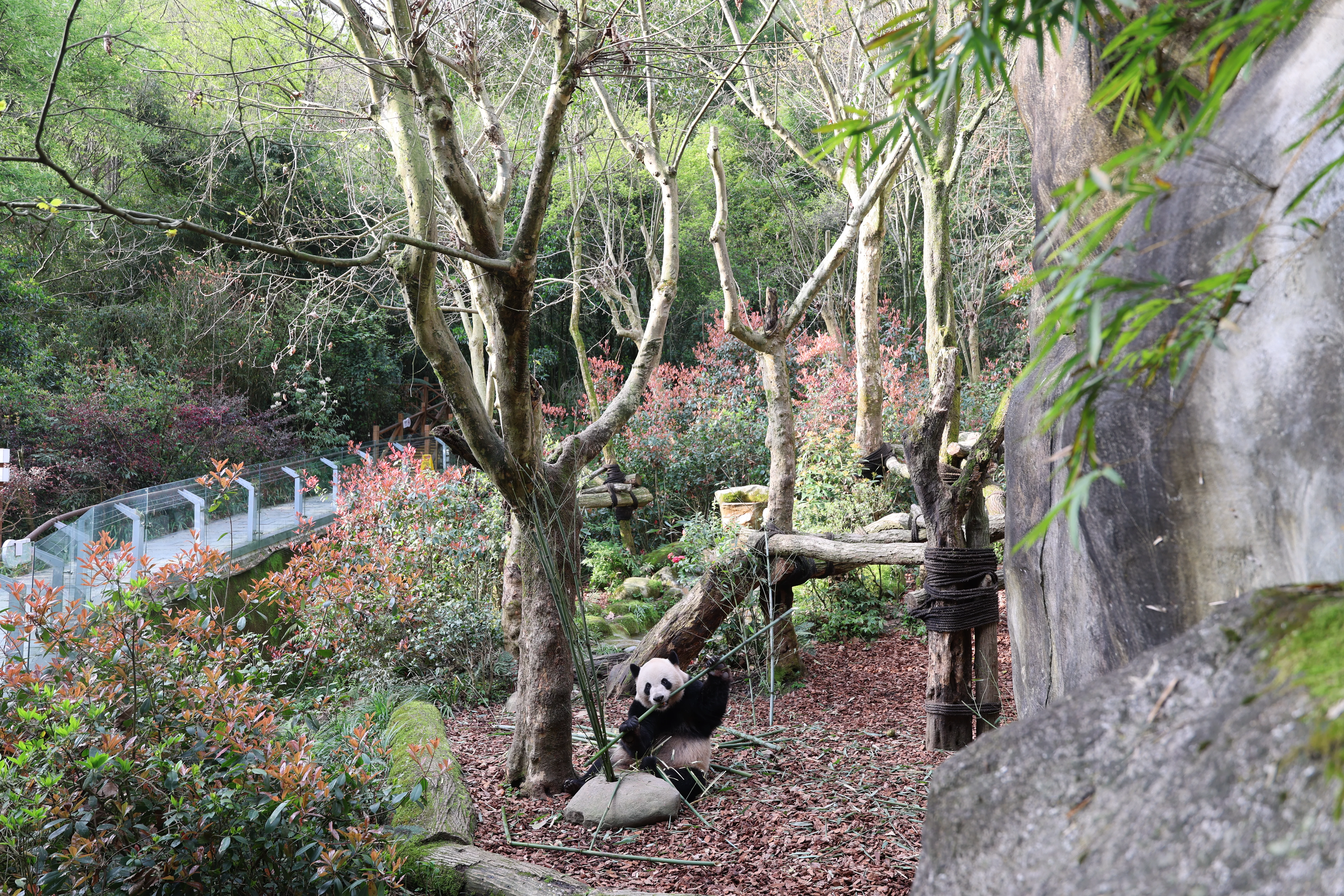 Chengdu Field Research Center for Giant Pandas of CRBGPB