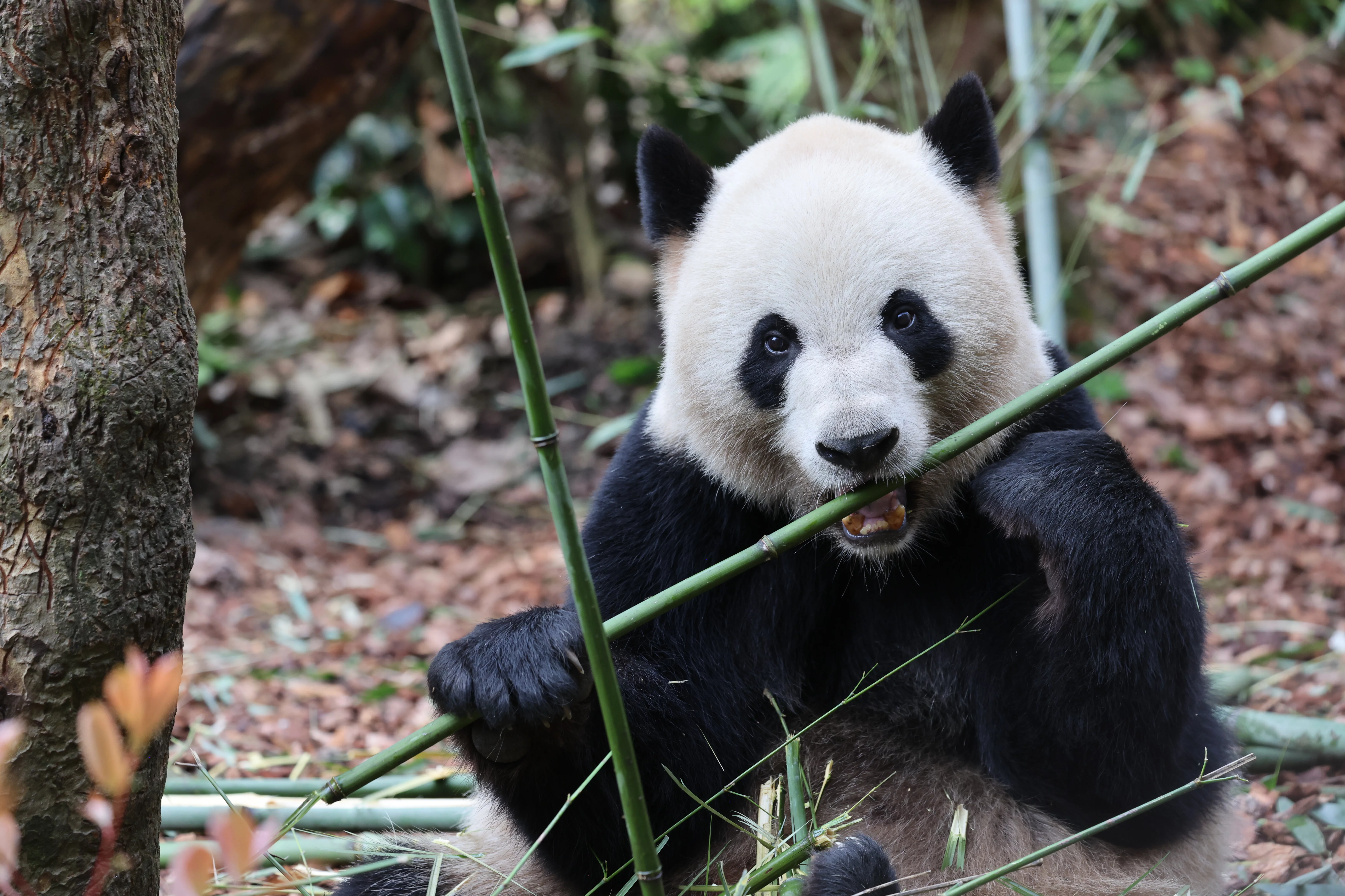 Chengdu Field Research Center for Giant Pandas of CRBGPB