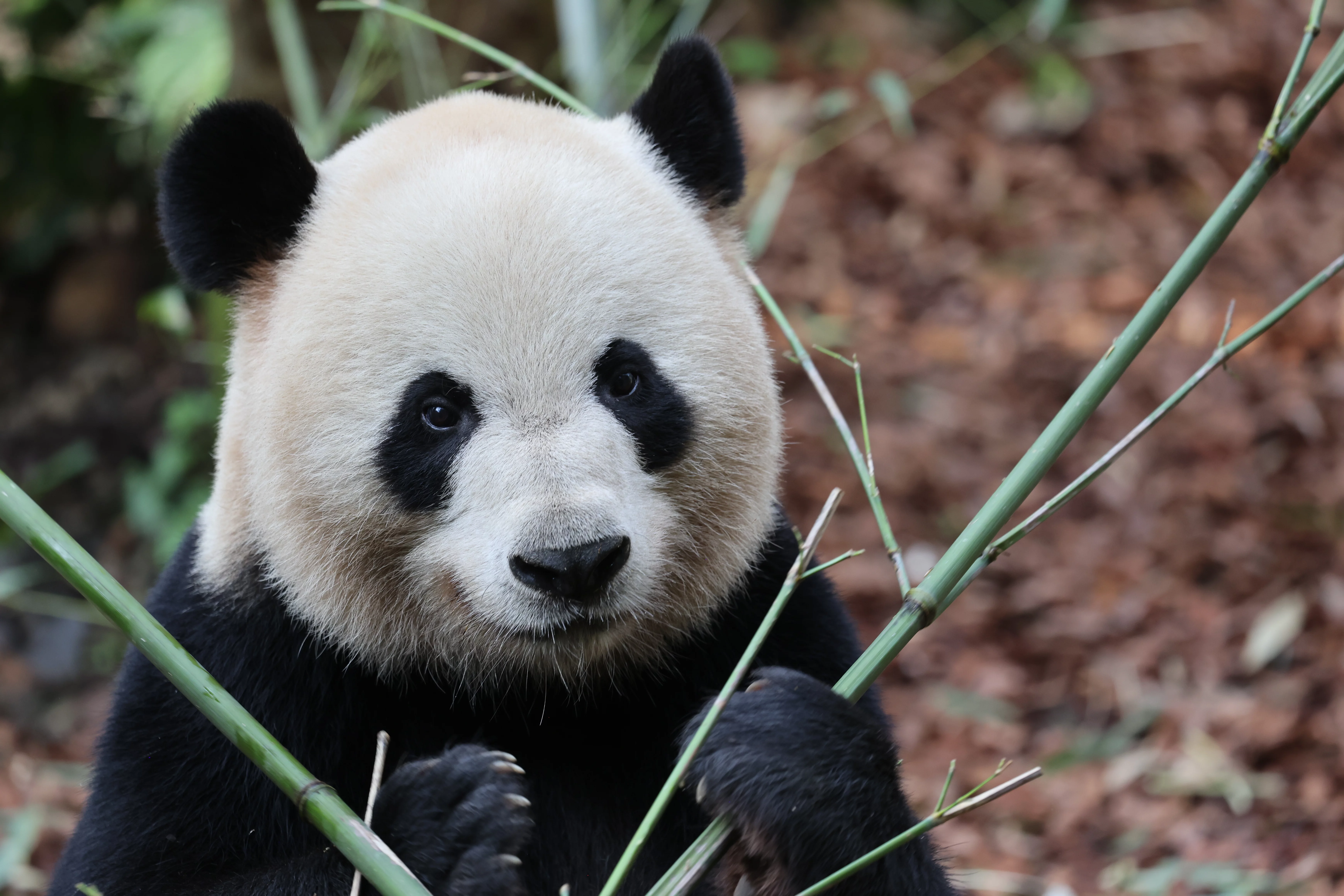 Chengdu Field Research Center for Giant Pandas of CRBGPB