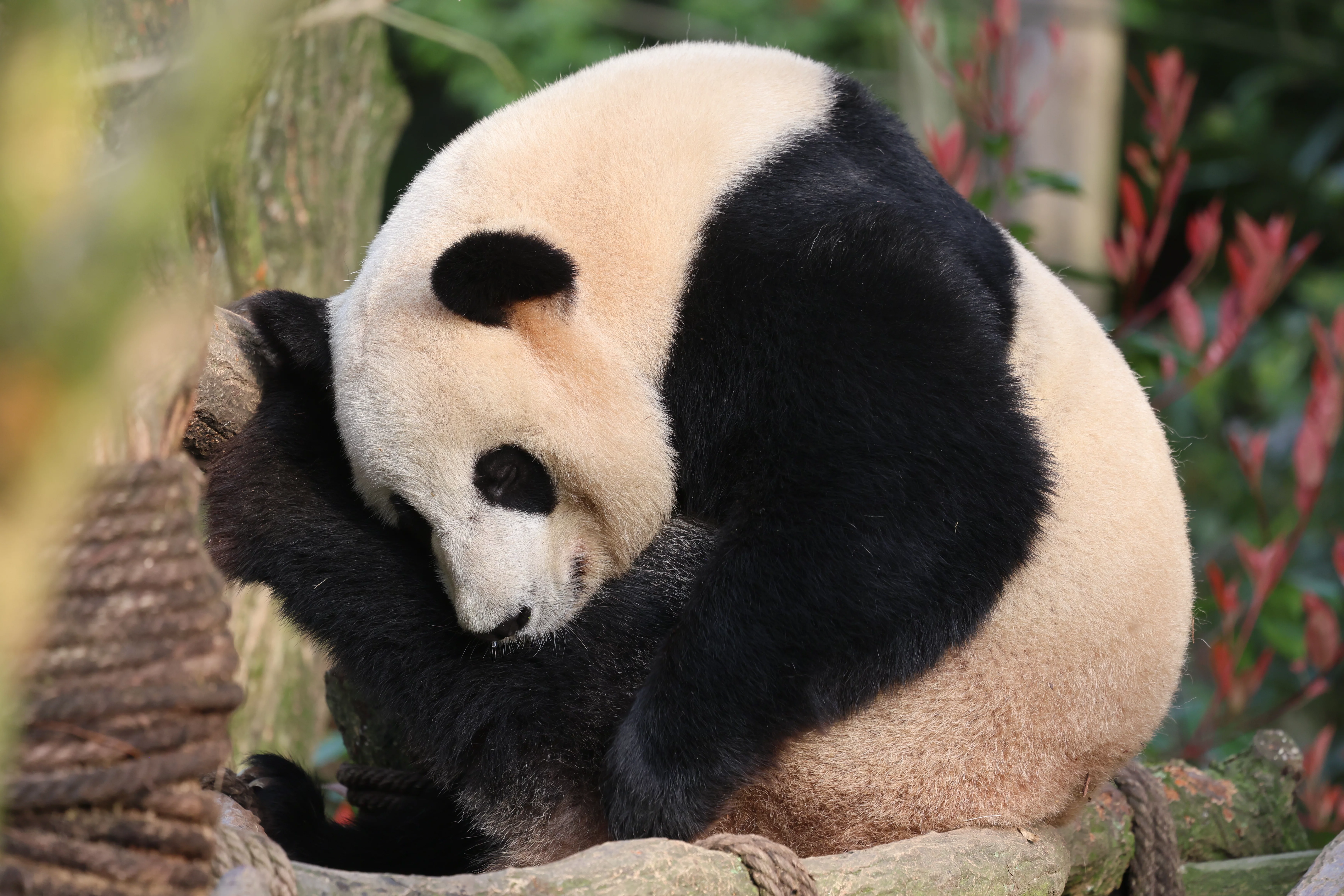 Chengdu Field Research Center for Giant Pandas of CRBGPB