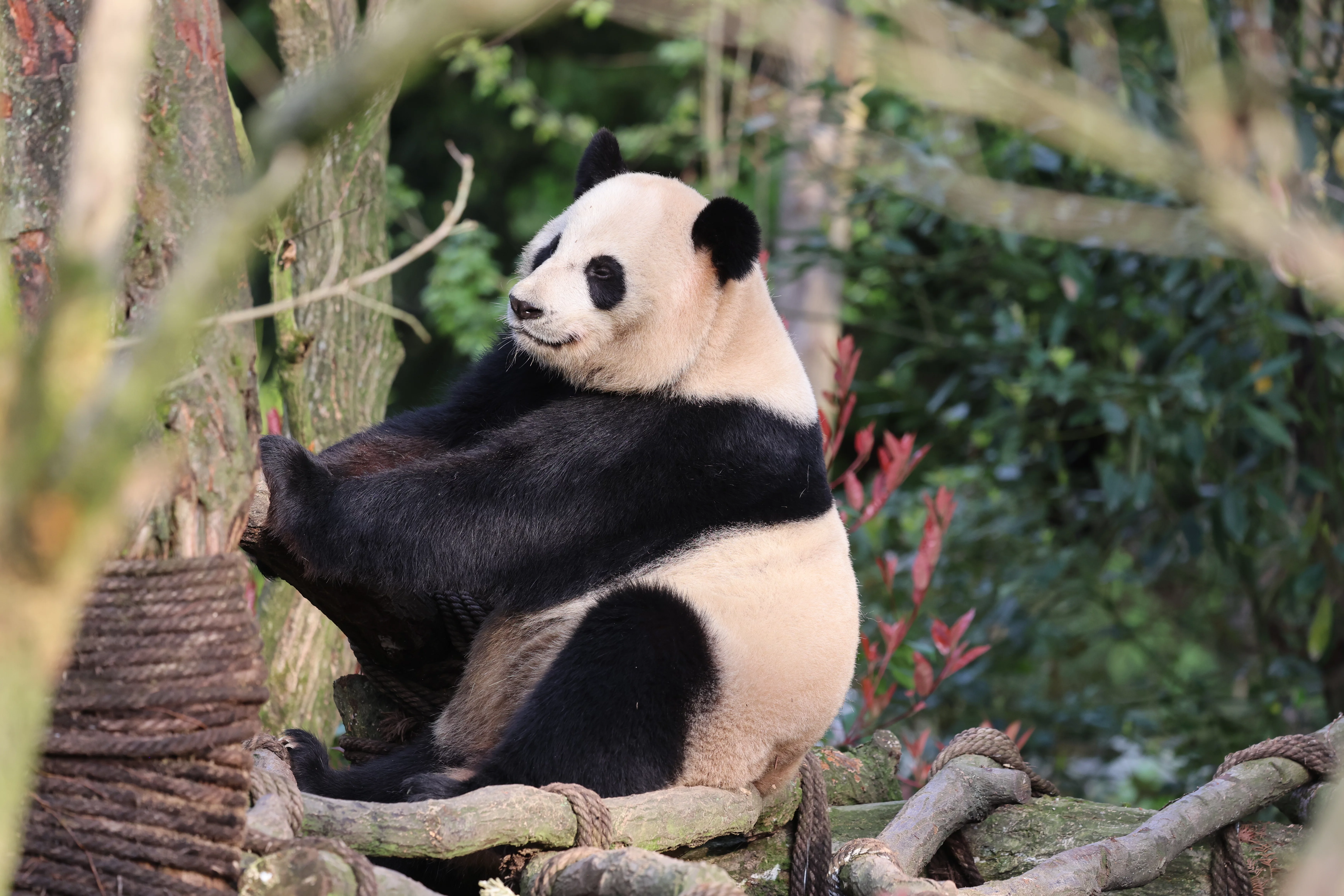 Chengdu Field Research Center for Giant Pandas of CRBGPB