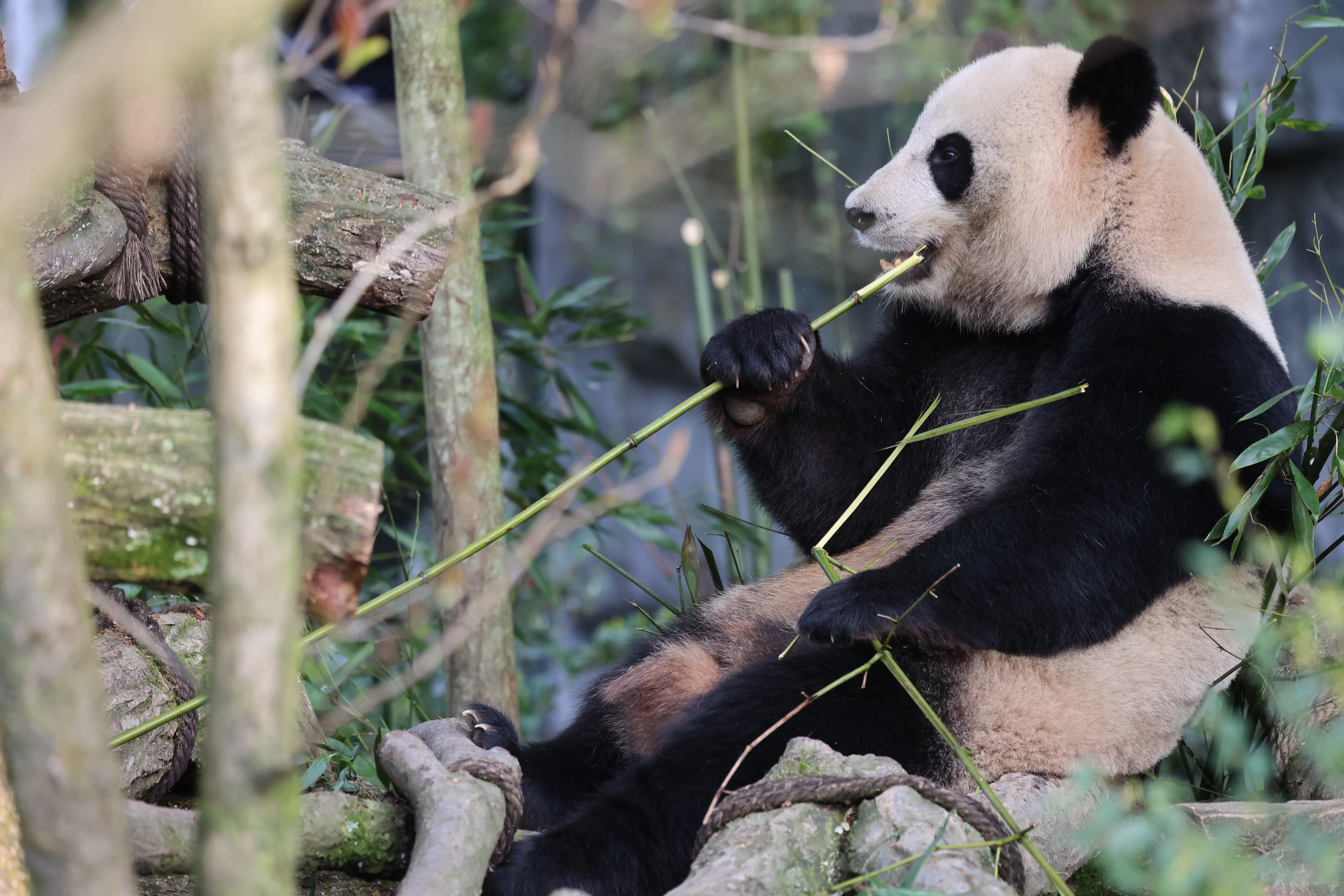 Chengdu Field Research Center for Giant Pandas of CRBGPB