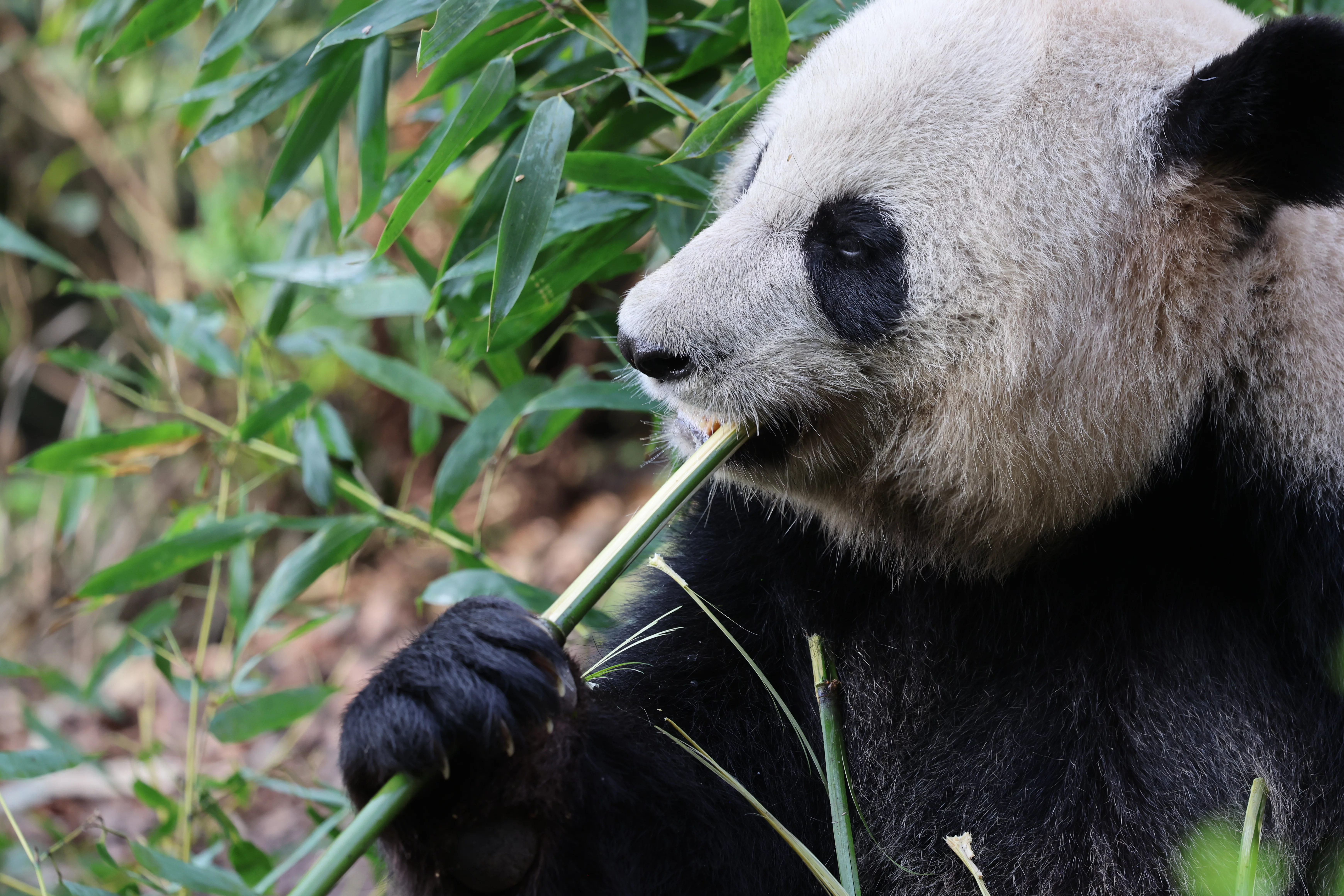 Chengdu Field Research Center for Giant Pandas of CRBGPB
