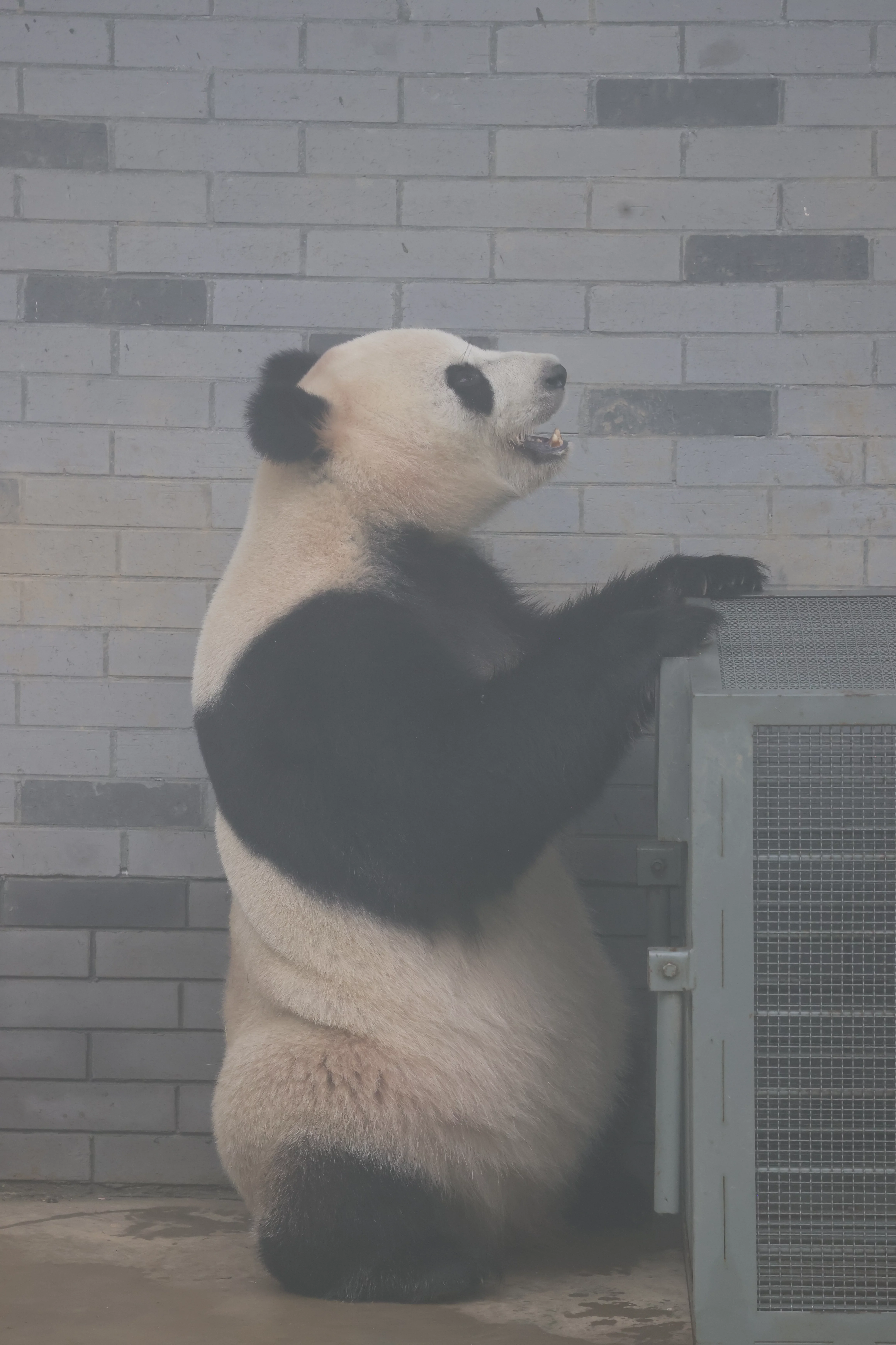 Huaying Mountain Giant Panda Garden