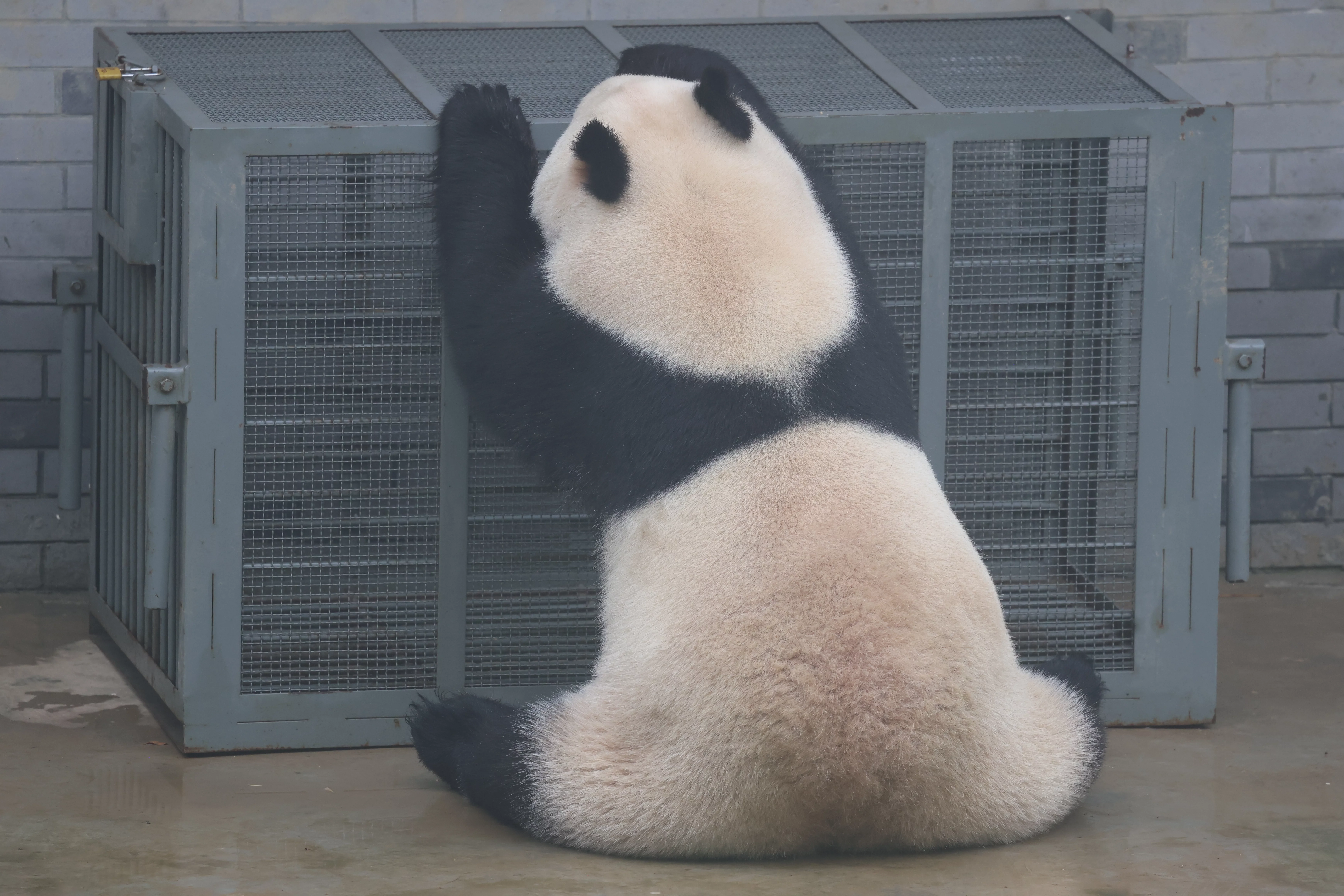 Huaying Mountain Giant Panda Garden