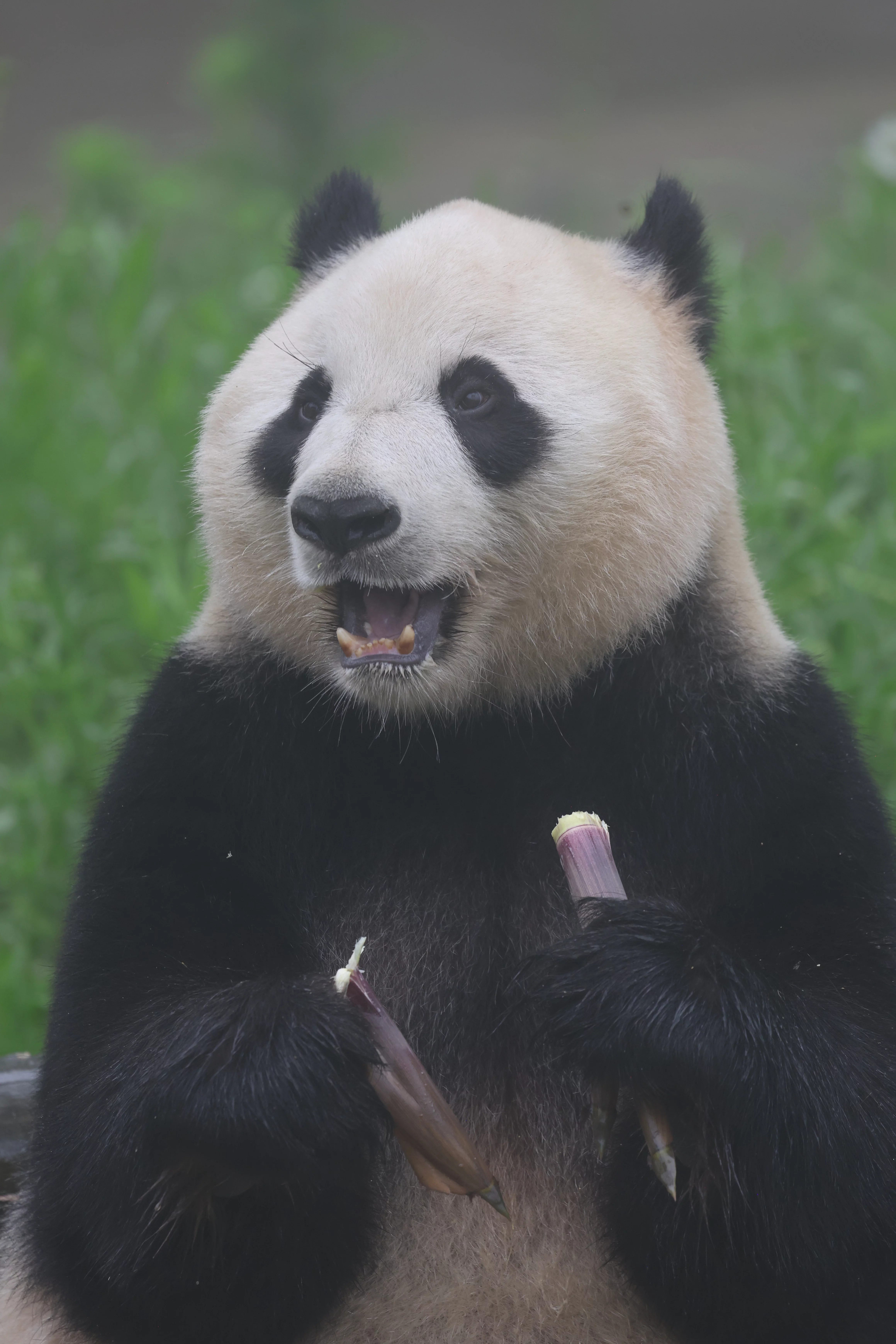 Huaying Mountain Giant Panda Garden