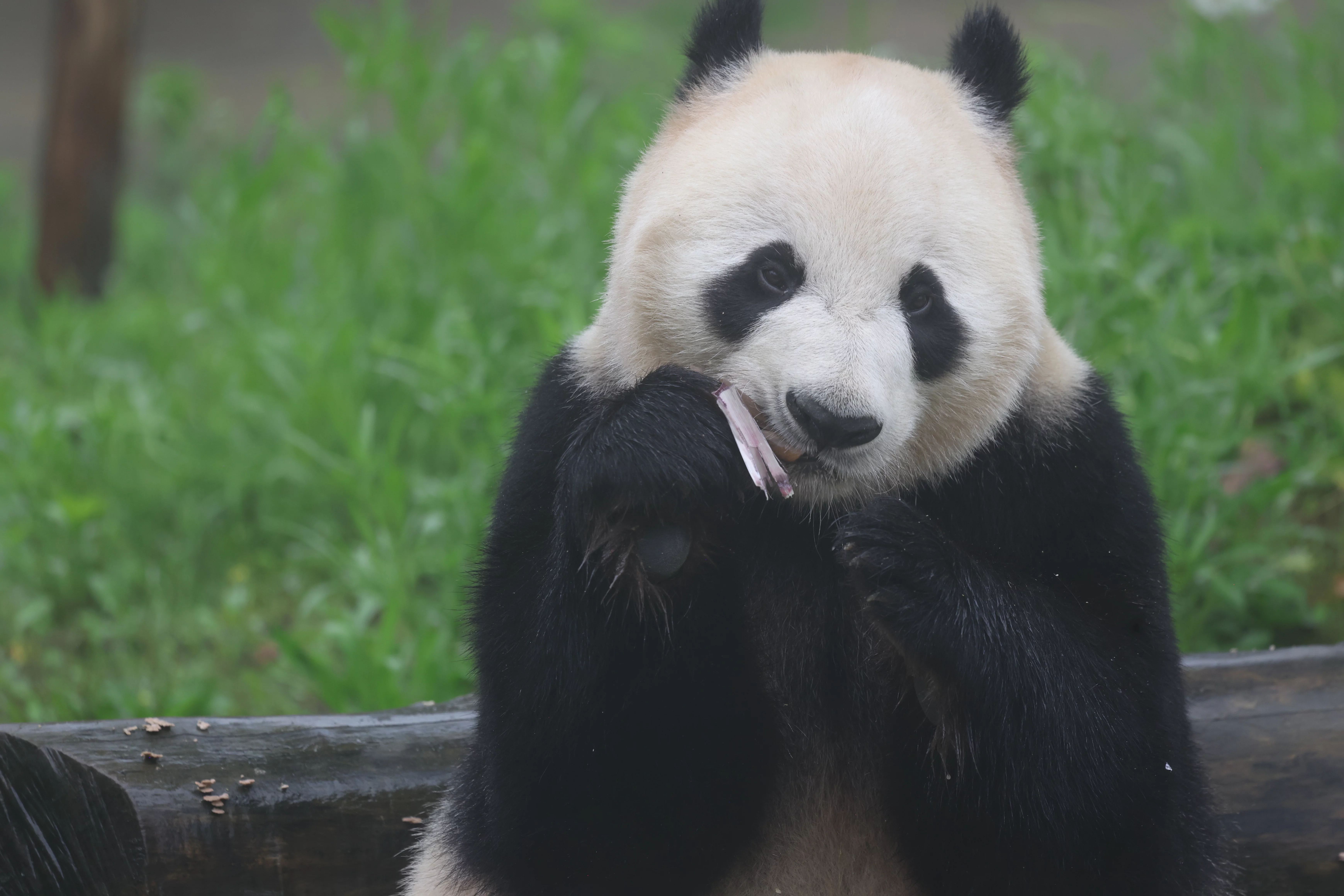 Huaying Mountain Giant Panda Garden