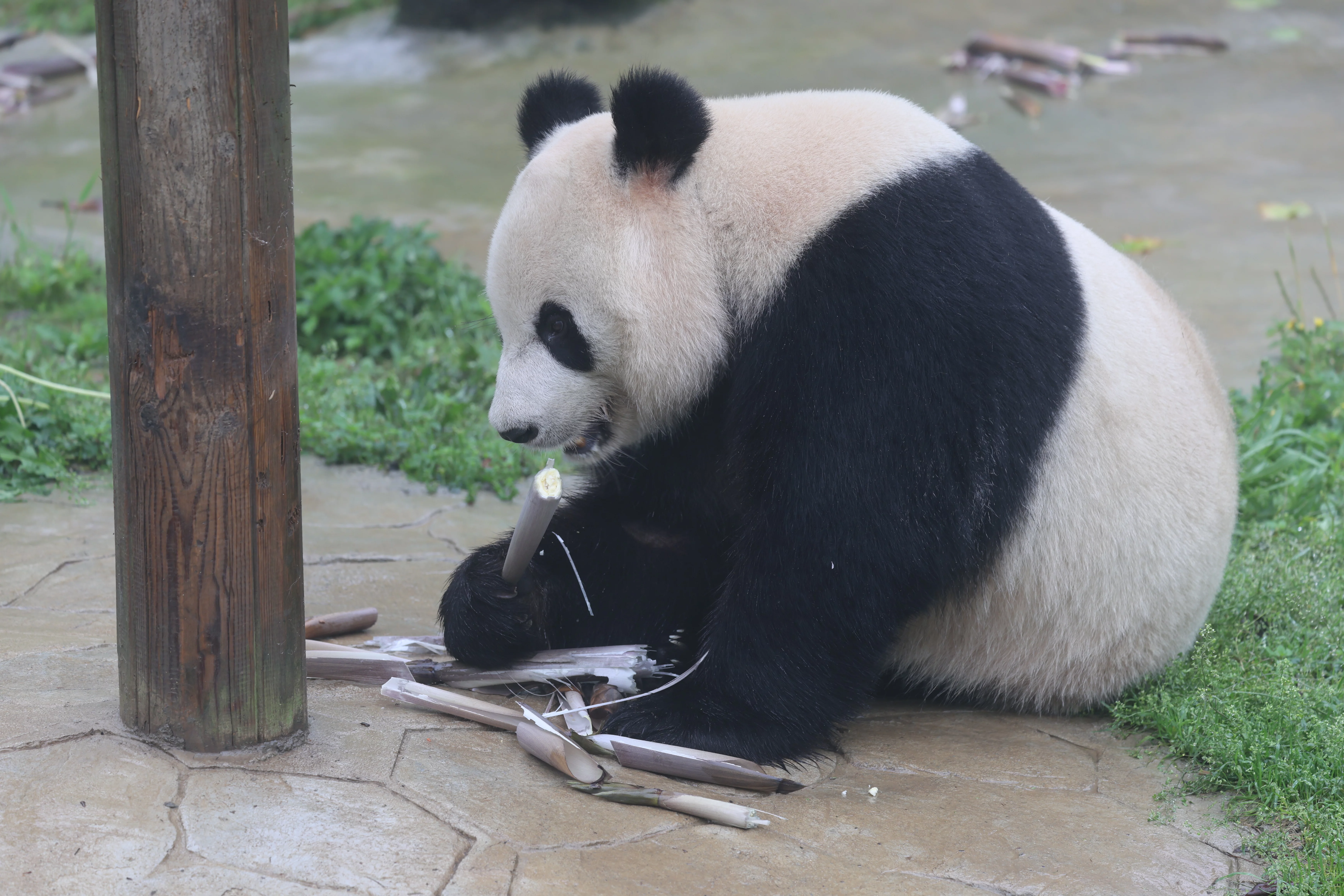 Huaying Mountain Giant Panda Garden