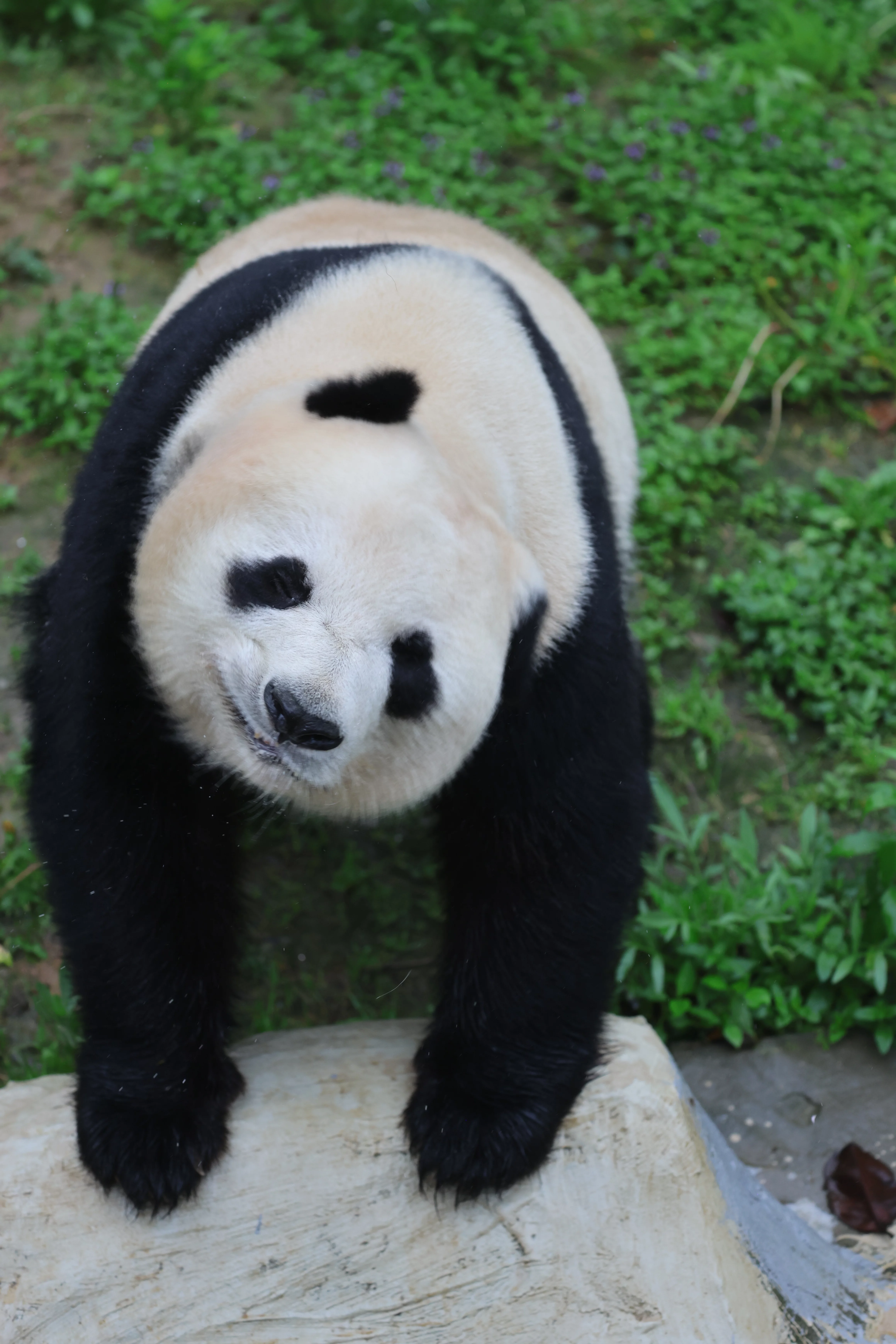 Huaying Mountain Giant Panda Garden