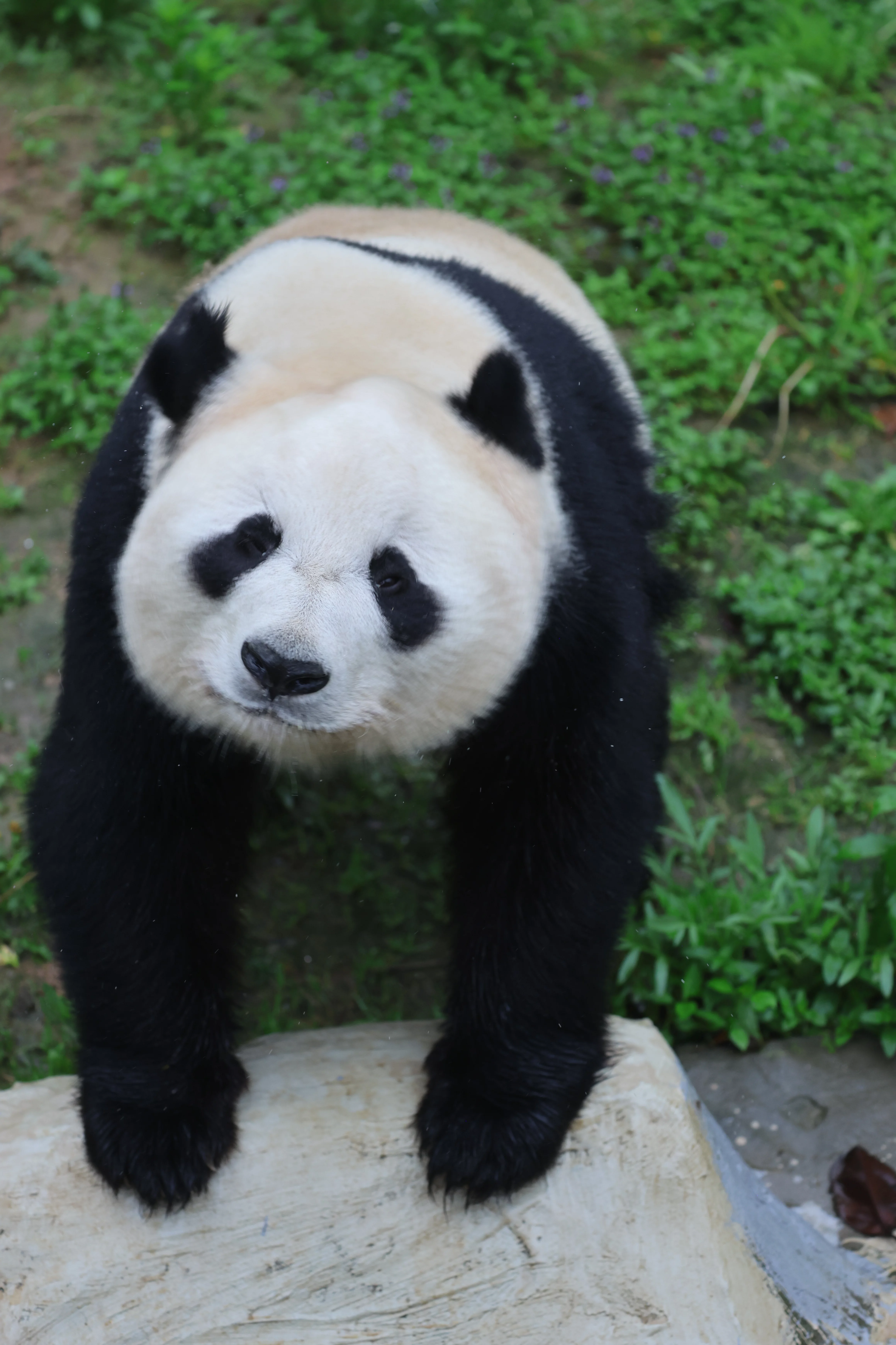 Huaying Mountain Giant Panda Garden