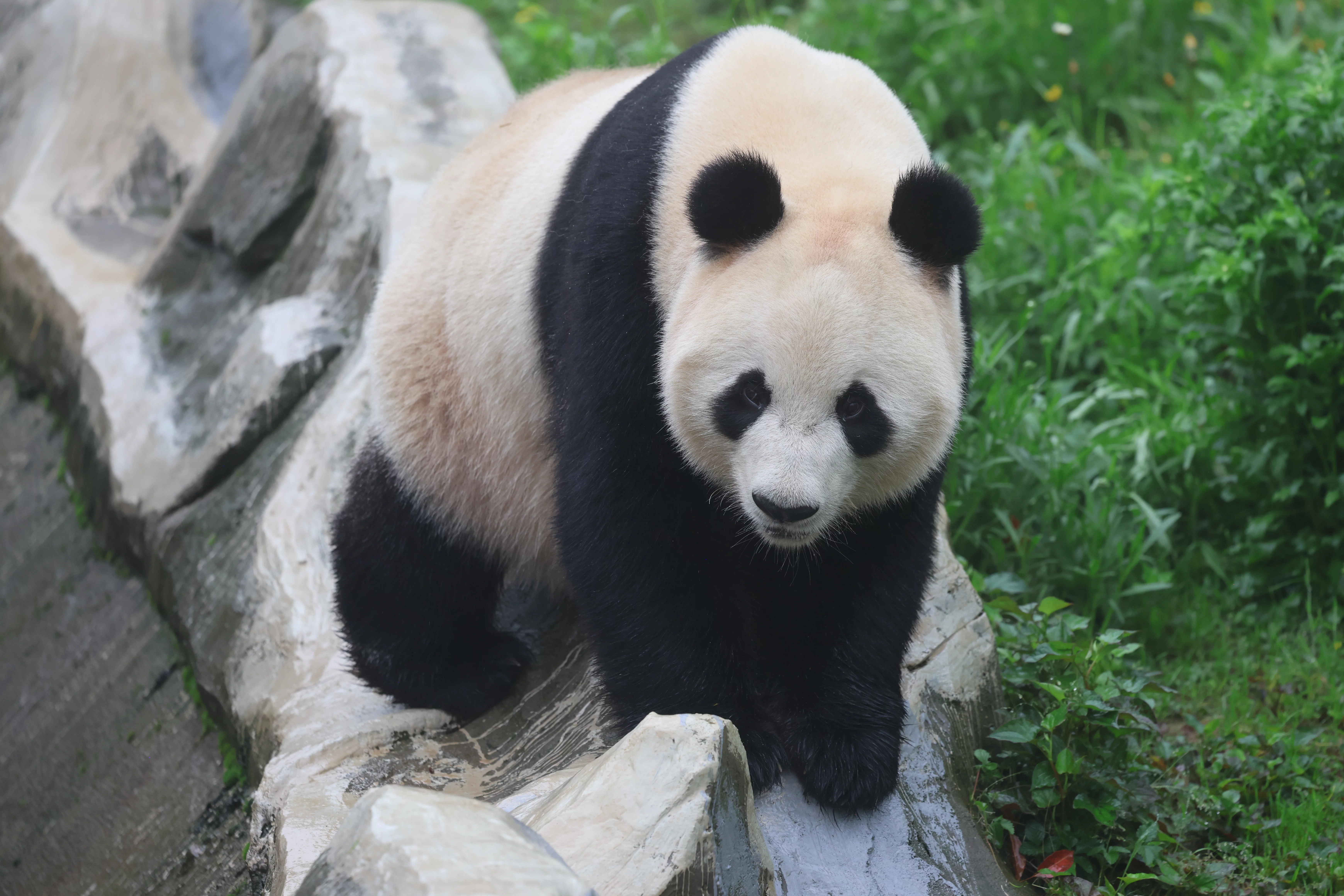 Huaying Mountain Giant Panda Garden