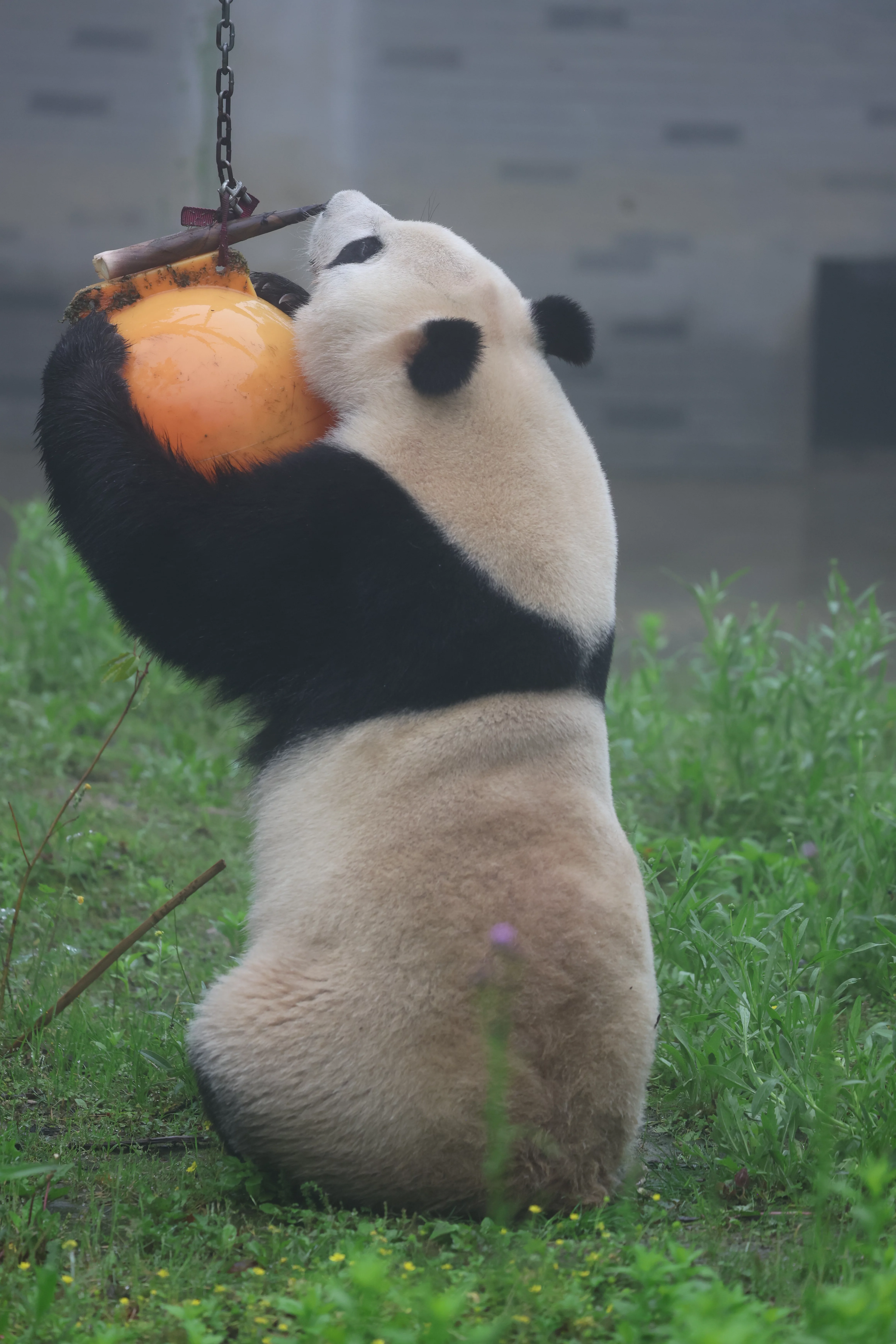 Huaying Mountain Giant Panda Garden