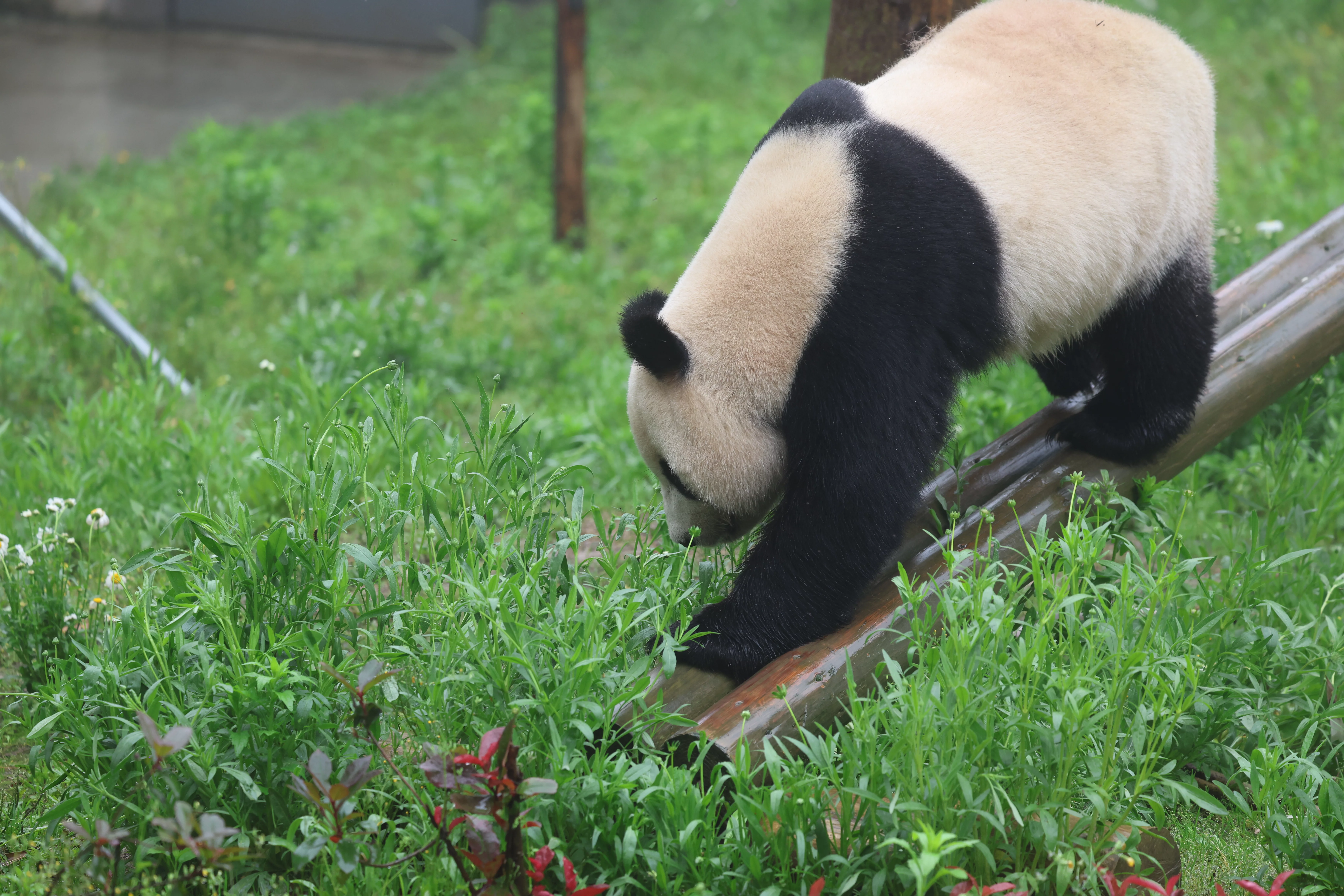 Huaying Mountain Giant Panda Garden