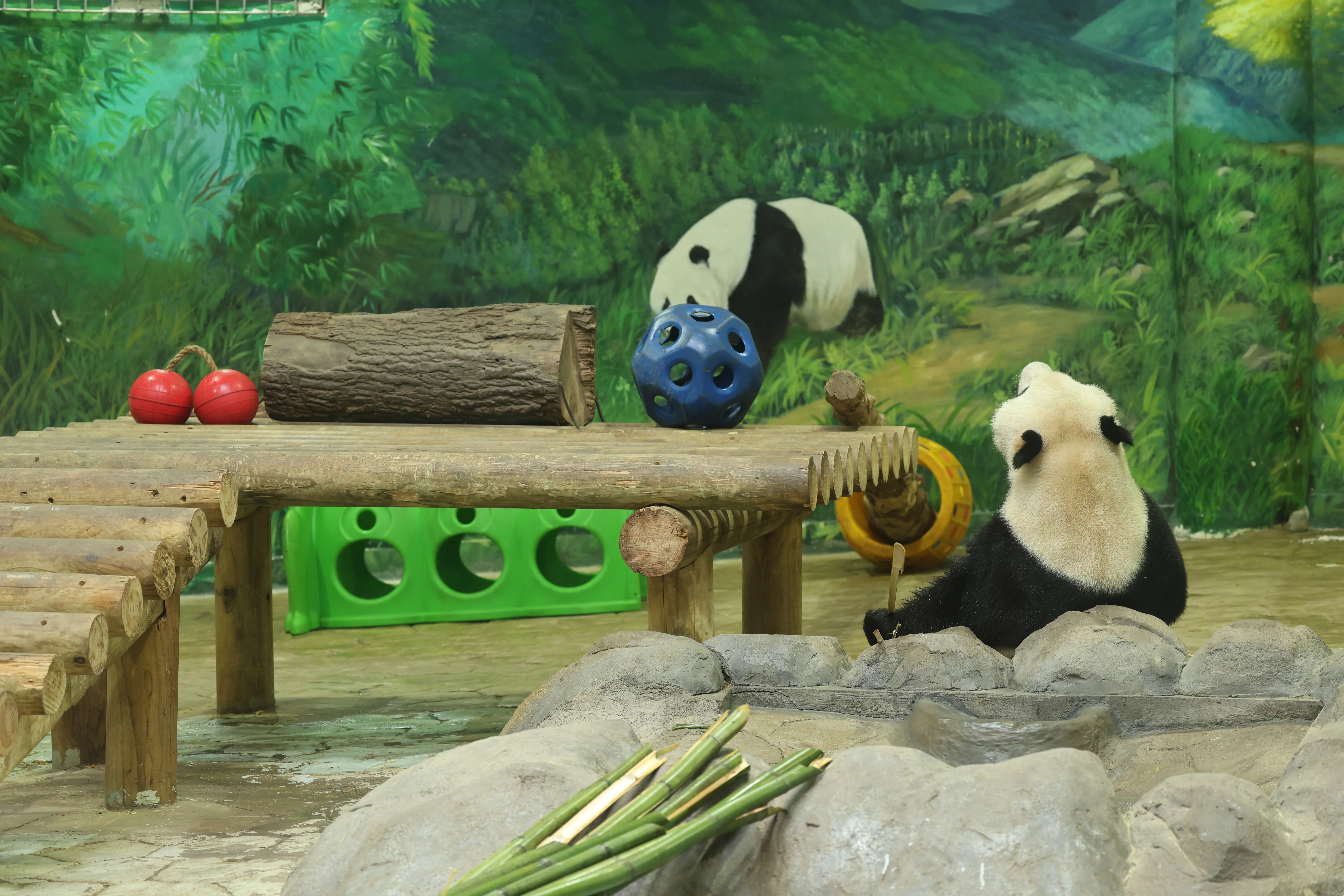 Huaying Mountain Giant Panda Garden