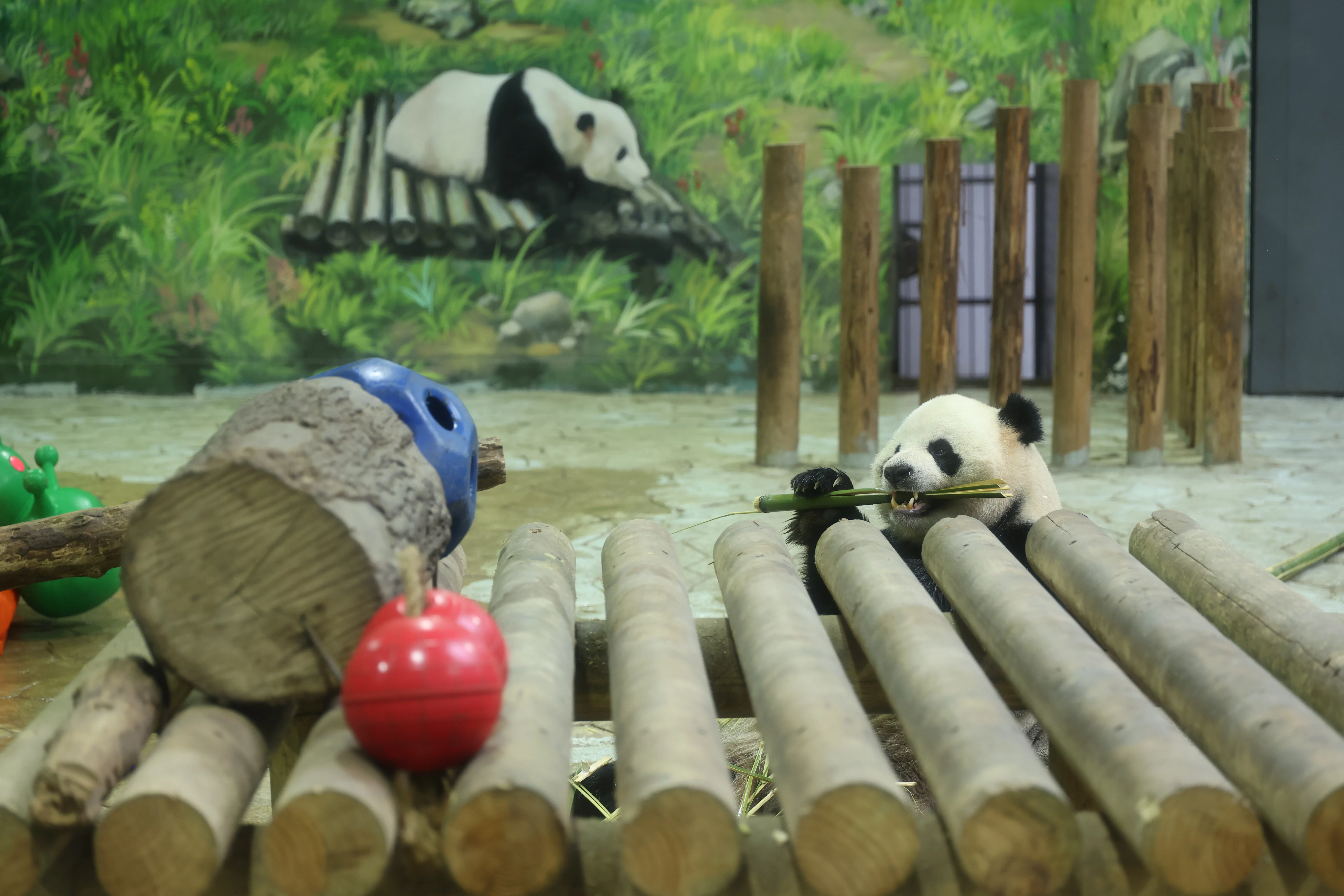 Huaying Mountain Giant Panda Garden