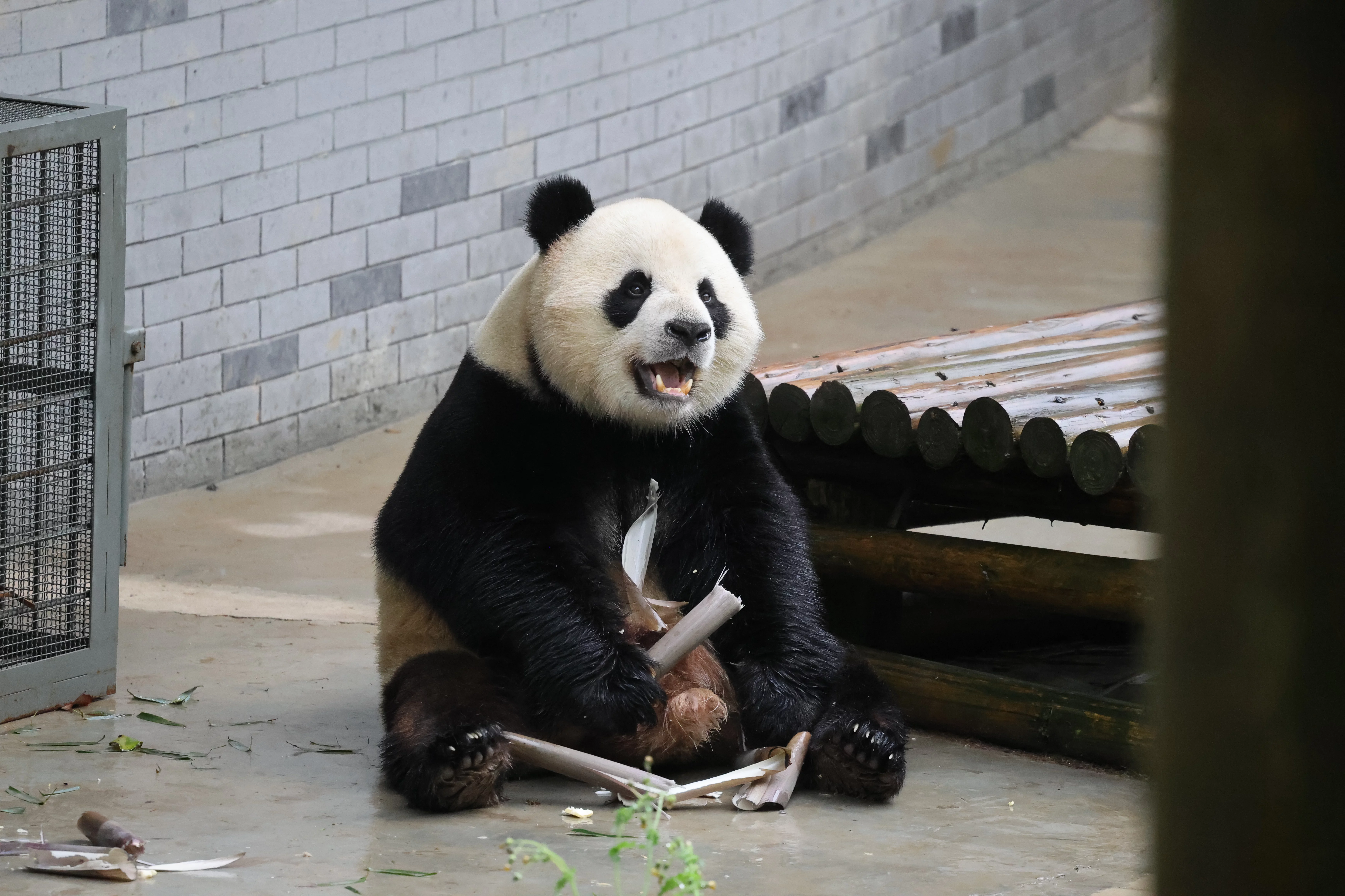 Huaying Mountain Giant Panda Garden