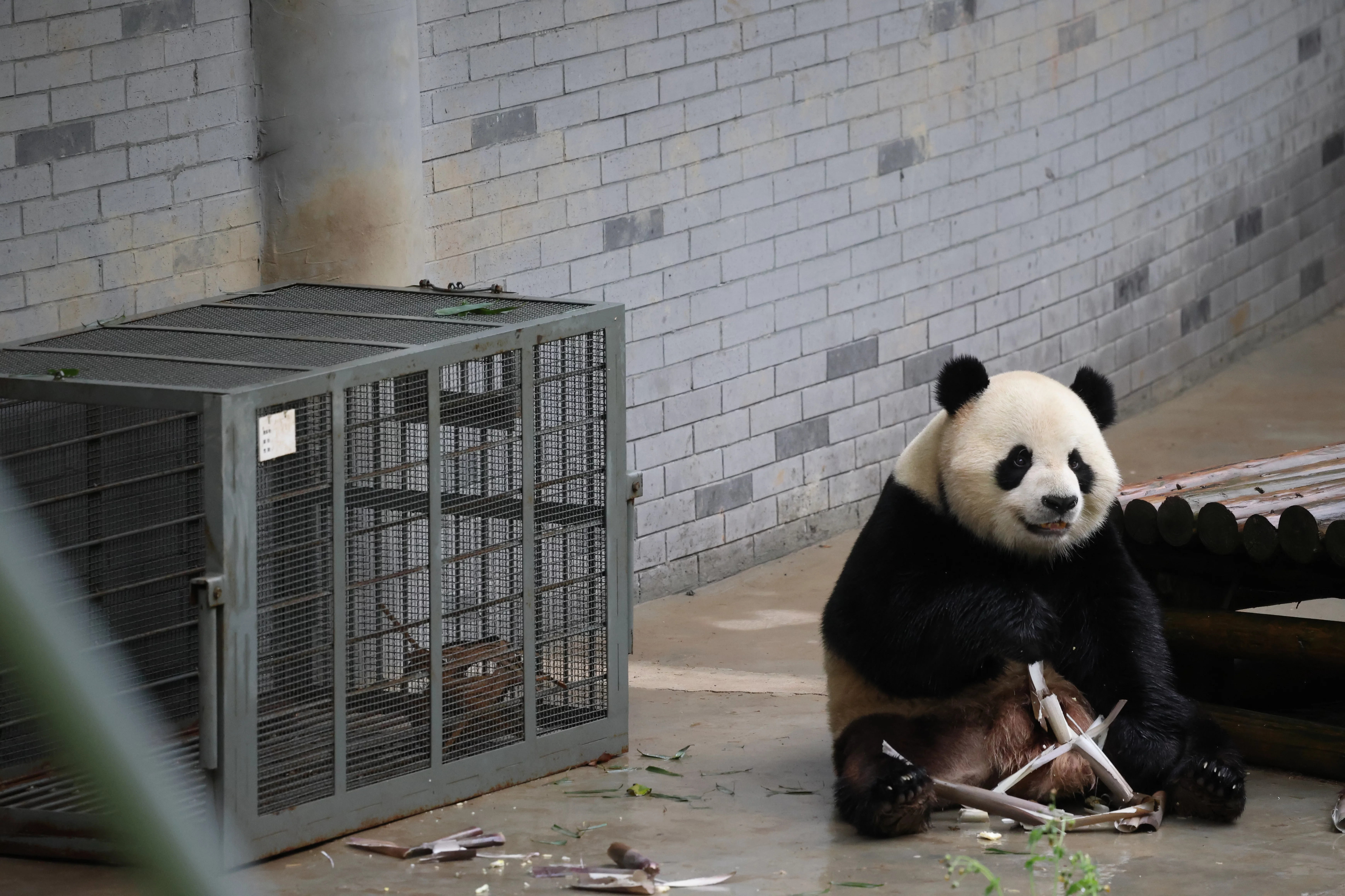 Huaying Mountain Giant Panda Garden