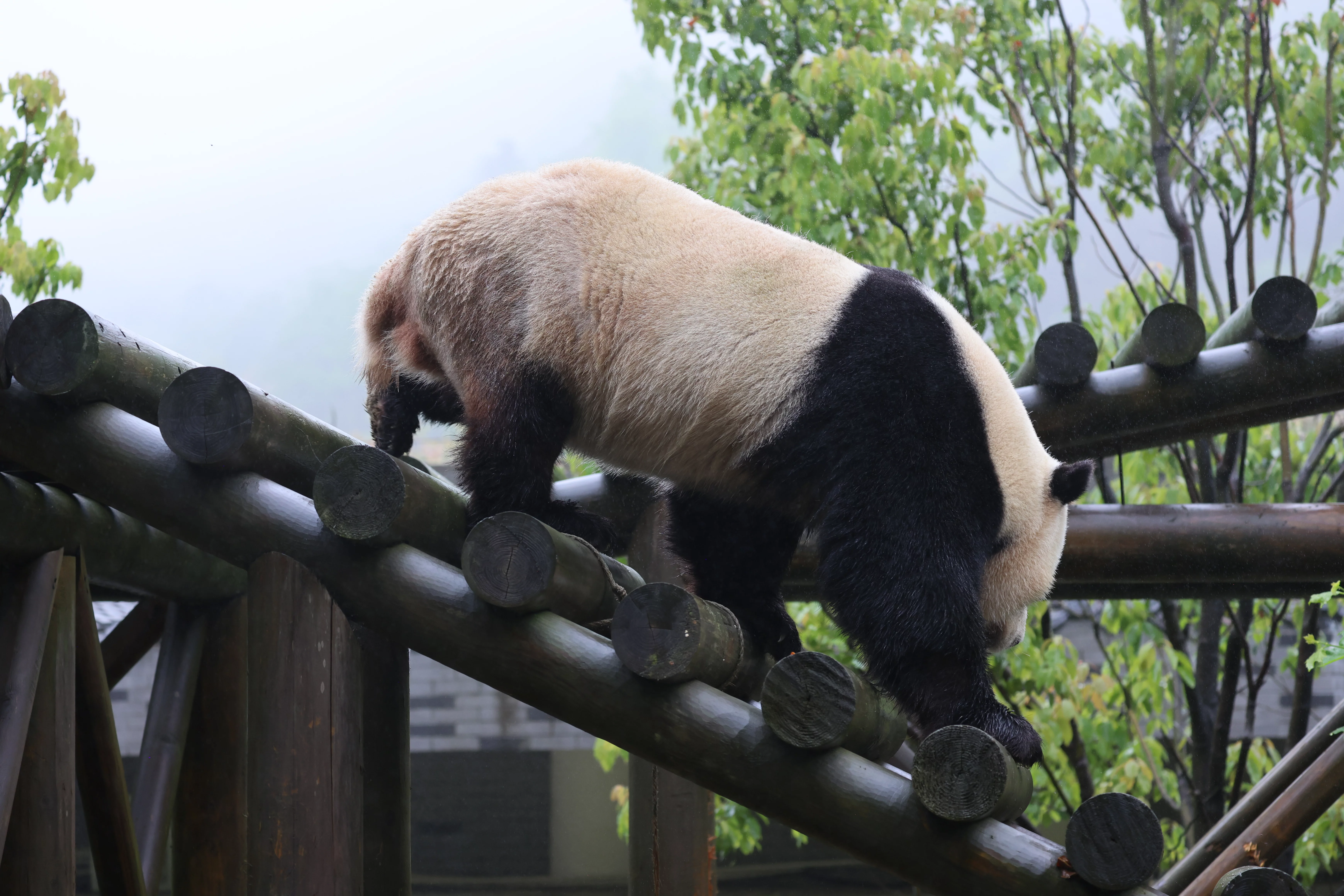 Huaying Mountain Giant Panda Garden