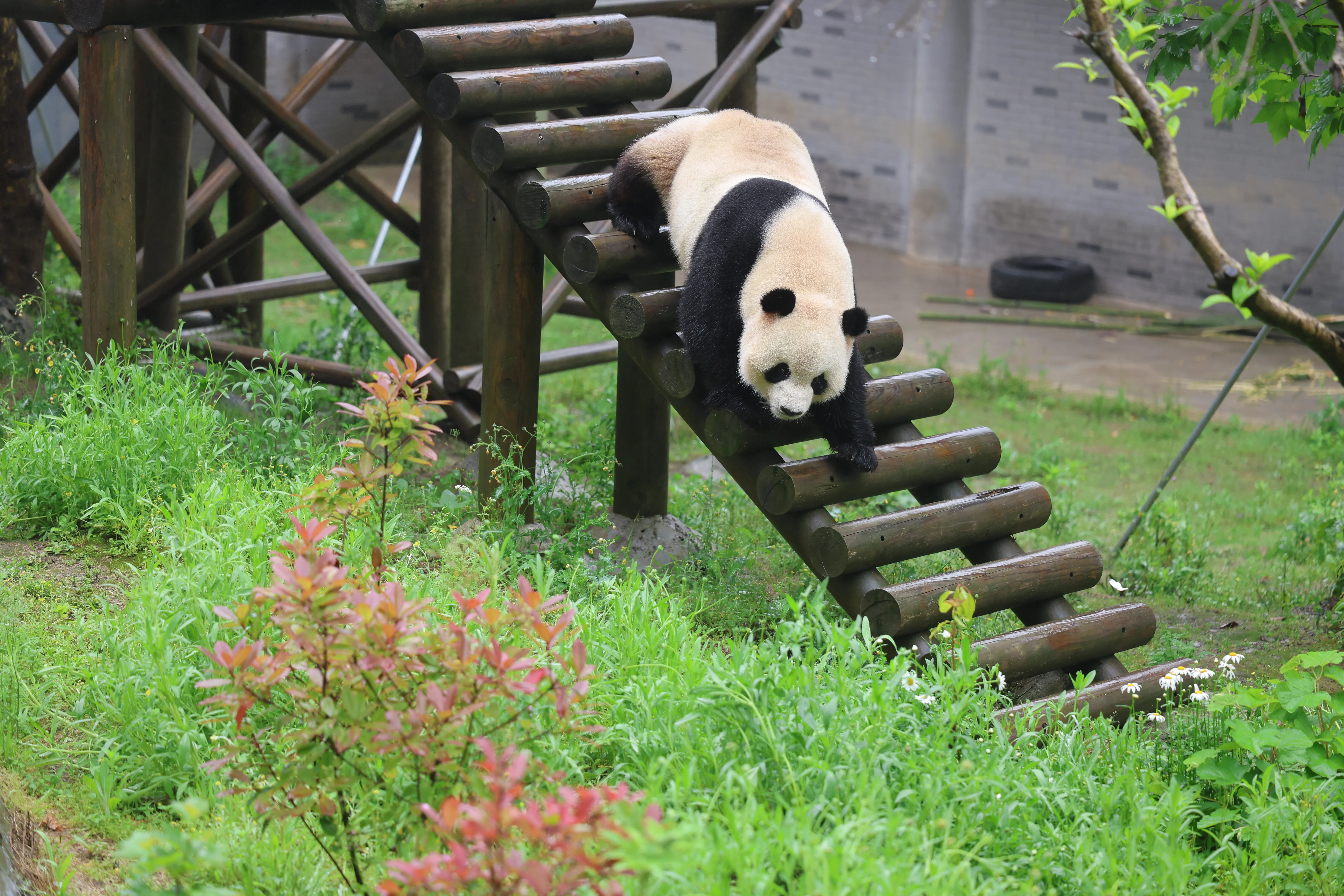 Huaying Mountain Giant Panda Garden