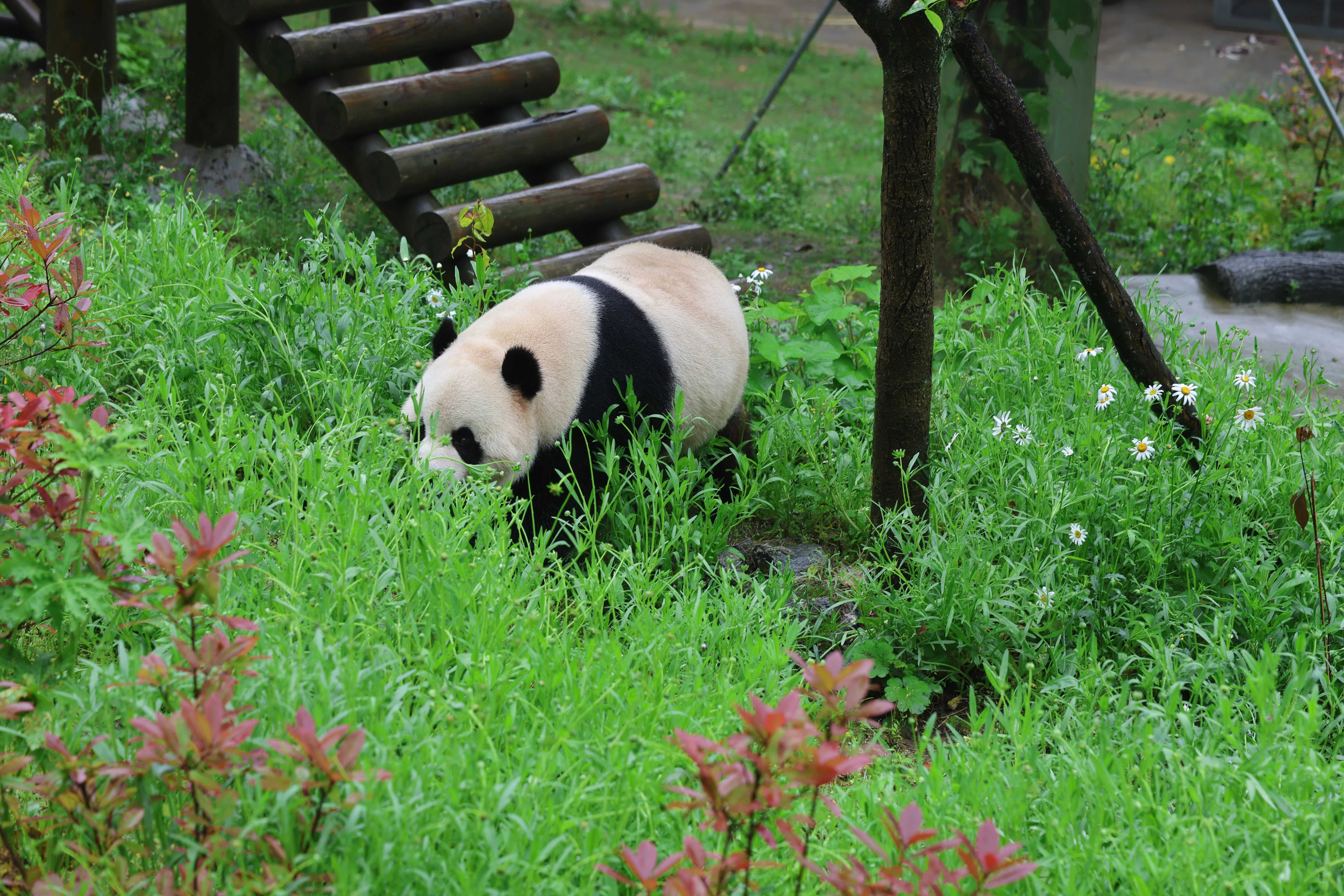 Huaying Mountain Giant Panda Garden