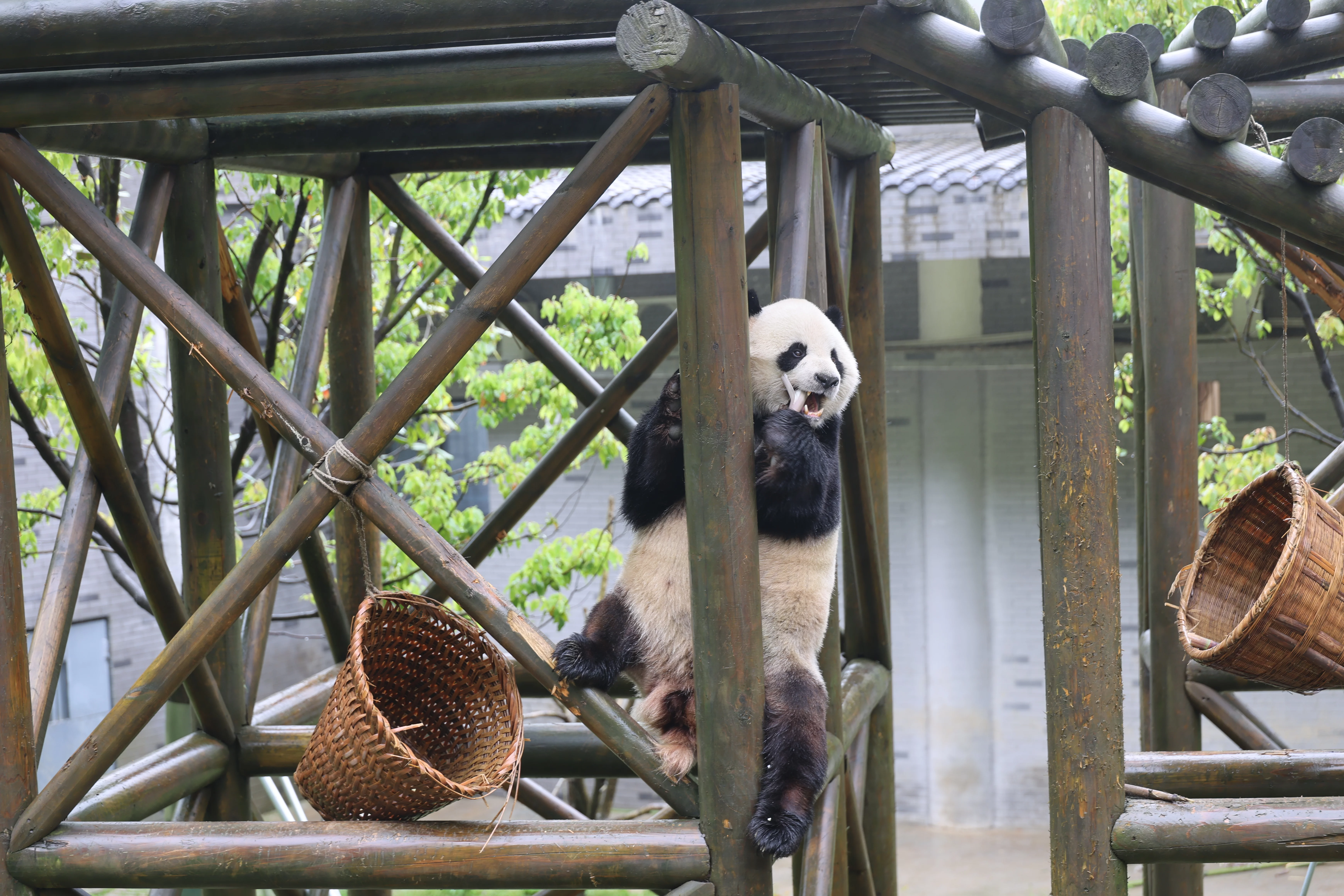 Huaying Mountain Giant Panda Garden