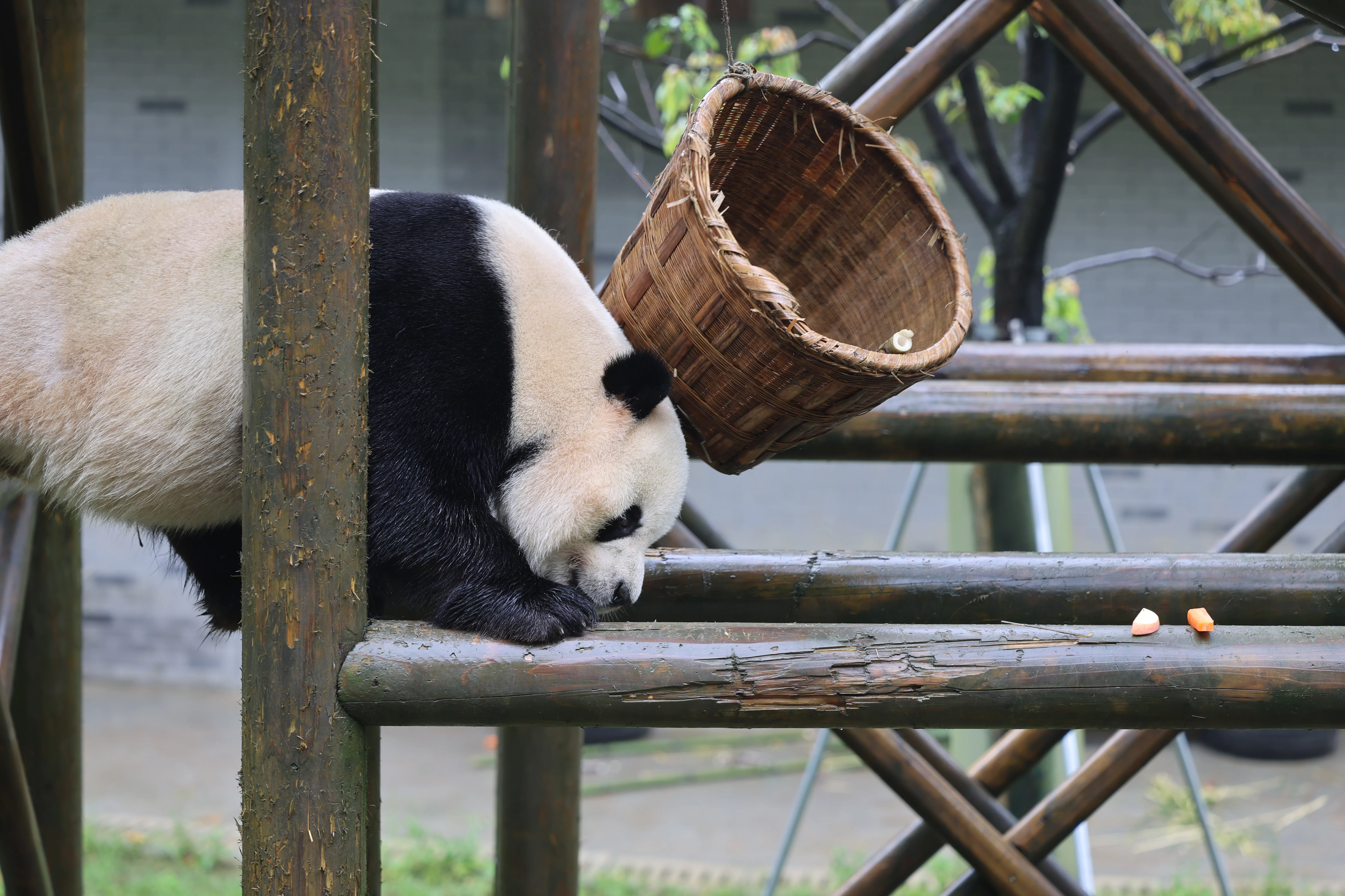 Huaying Mountain Giant Panda Garden