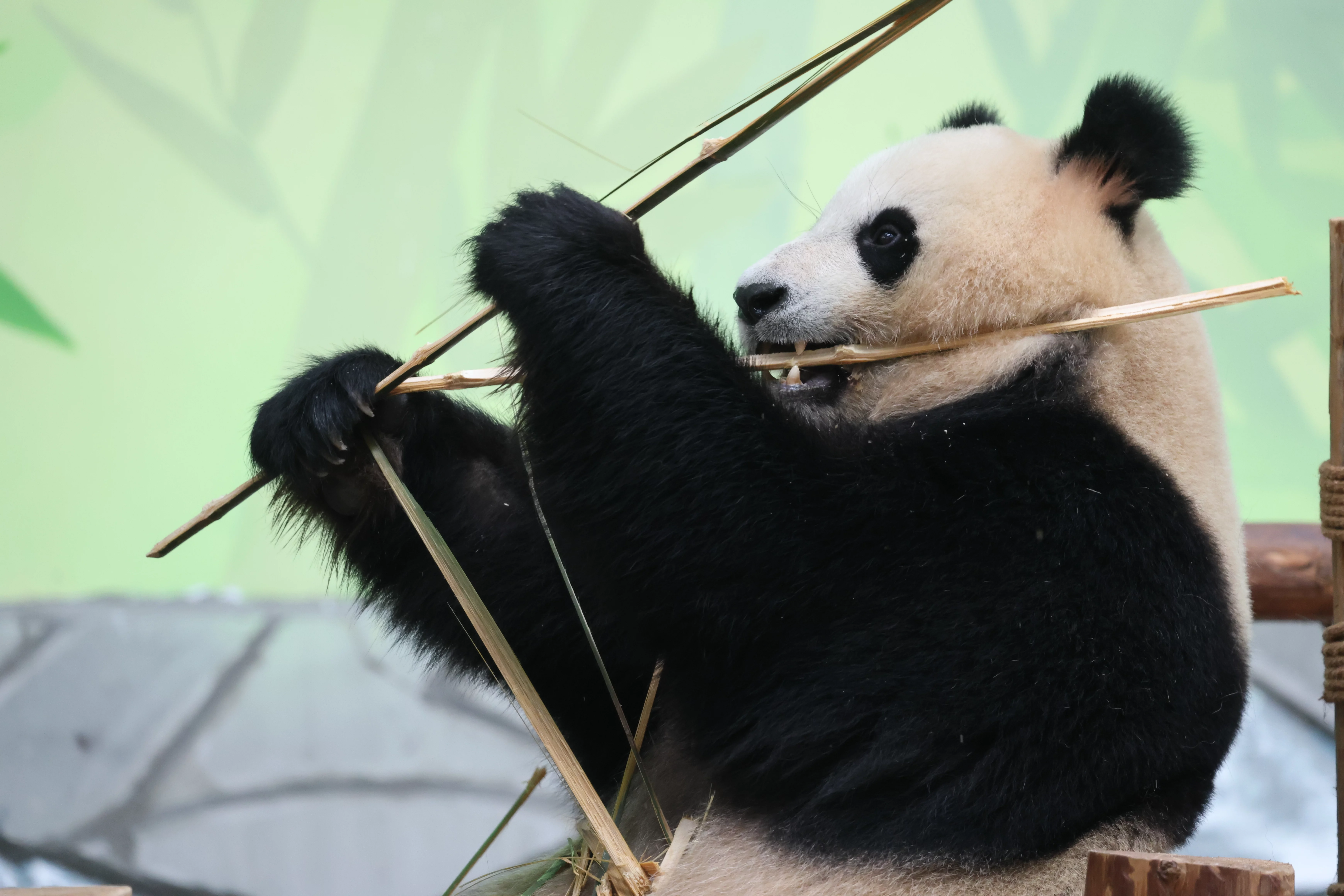 Southern Sichuan Bamboo Sea