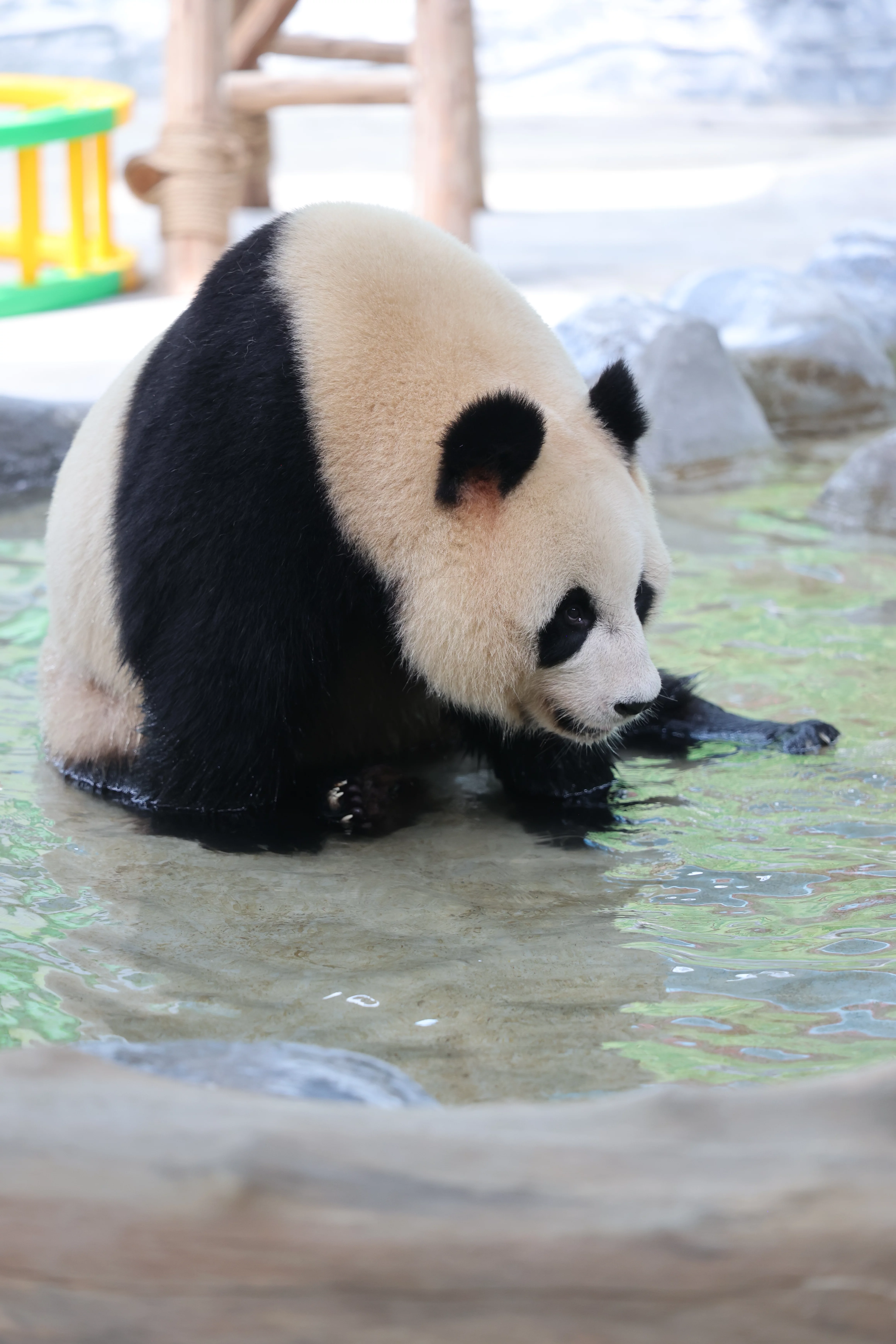 Southern Sichuan Bamboo Sea