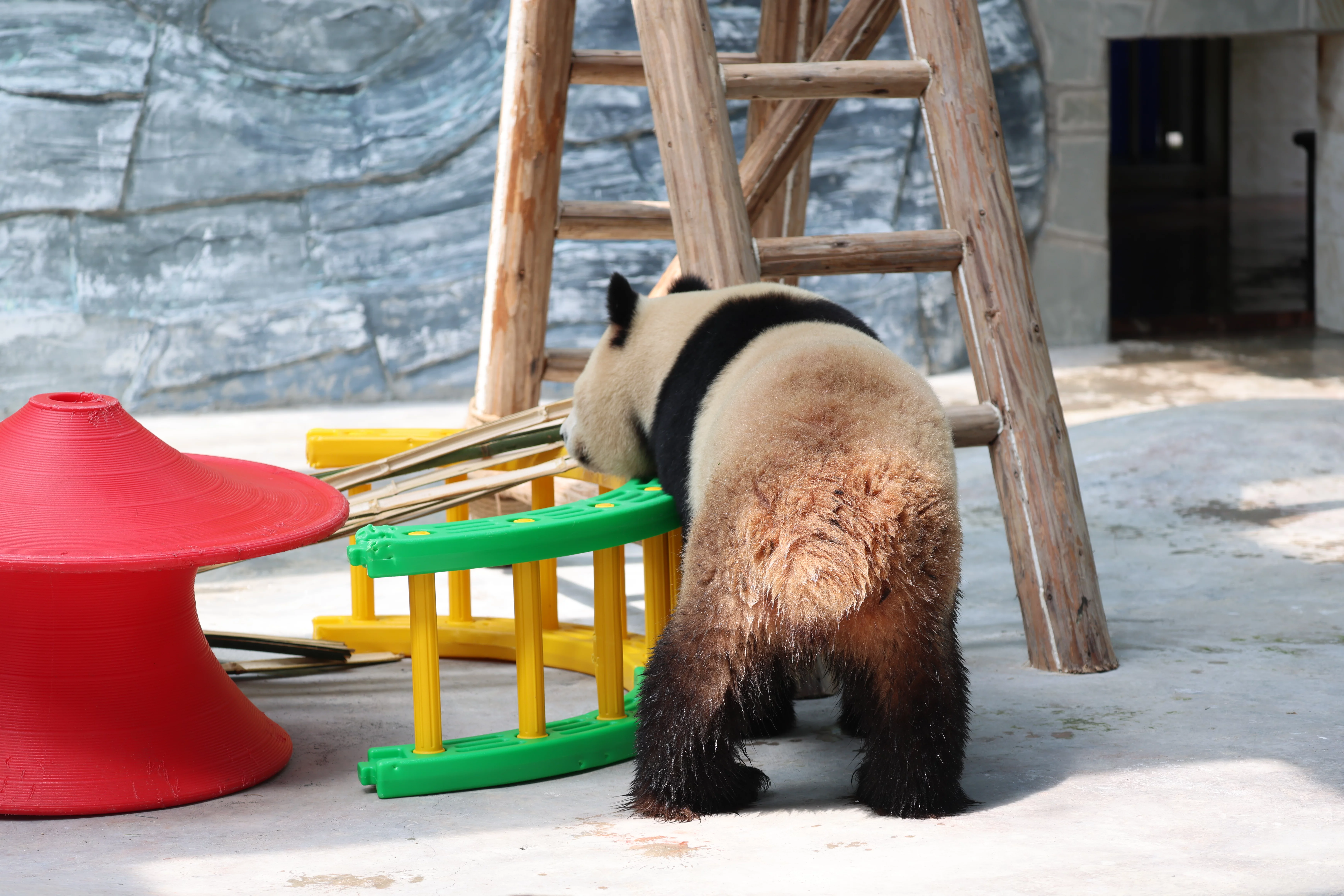 Southern Sichuan Bamboo Sea
