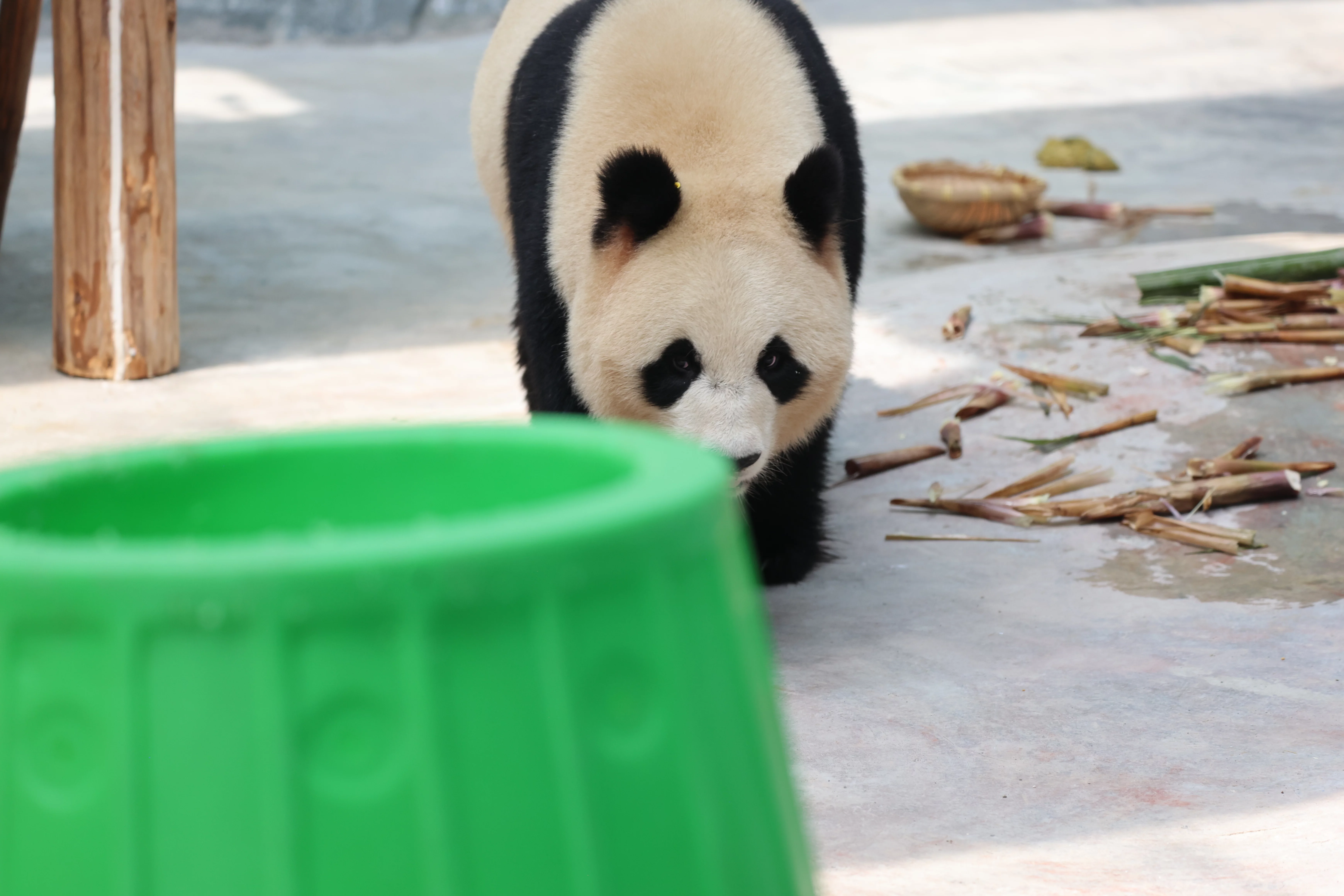 Southern Sichuan Bamboo Sea