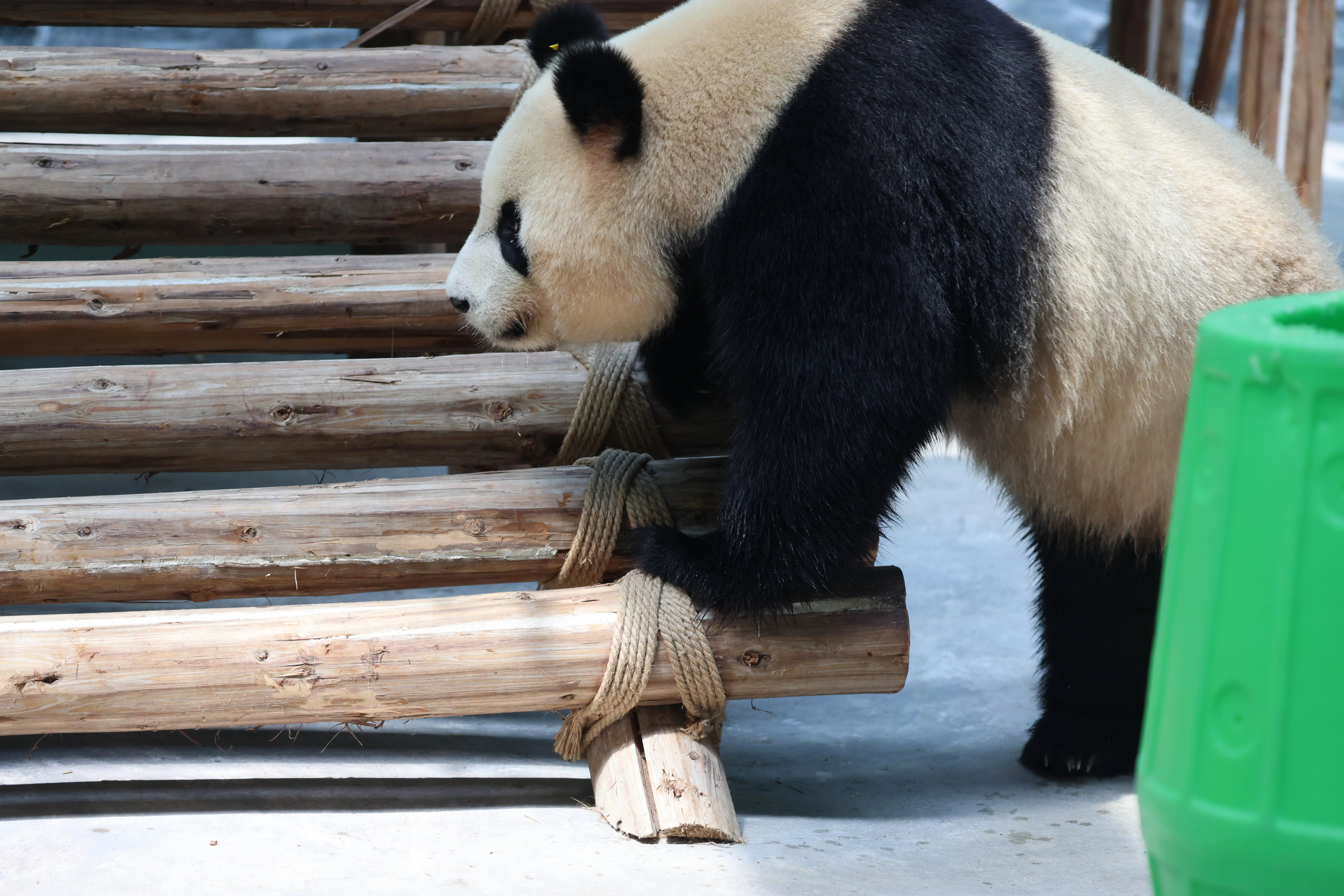 Southern Sichuan Bamboo Sea