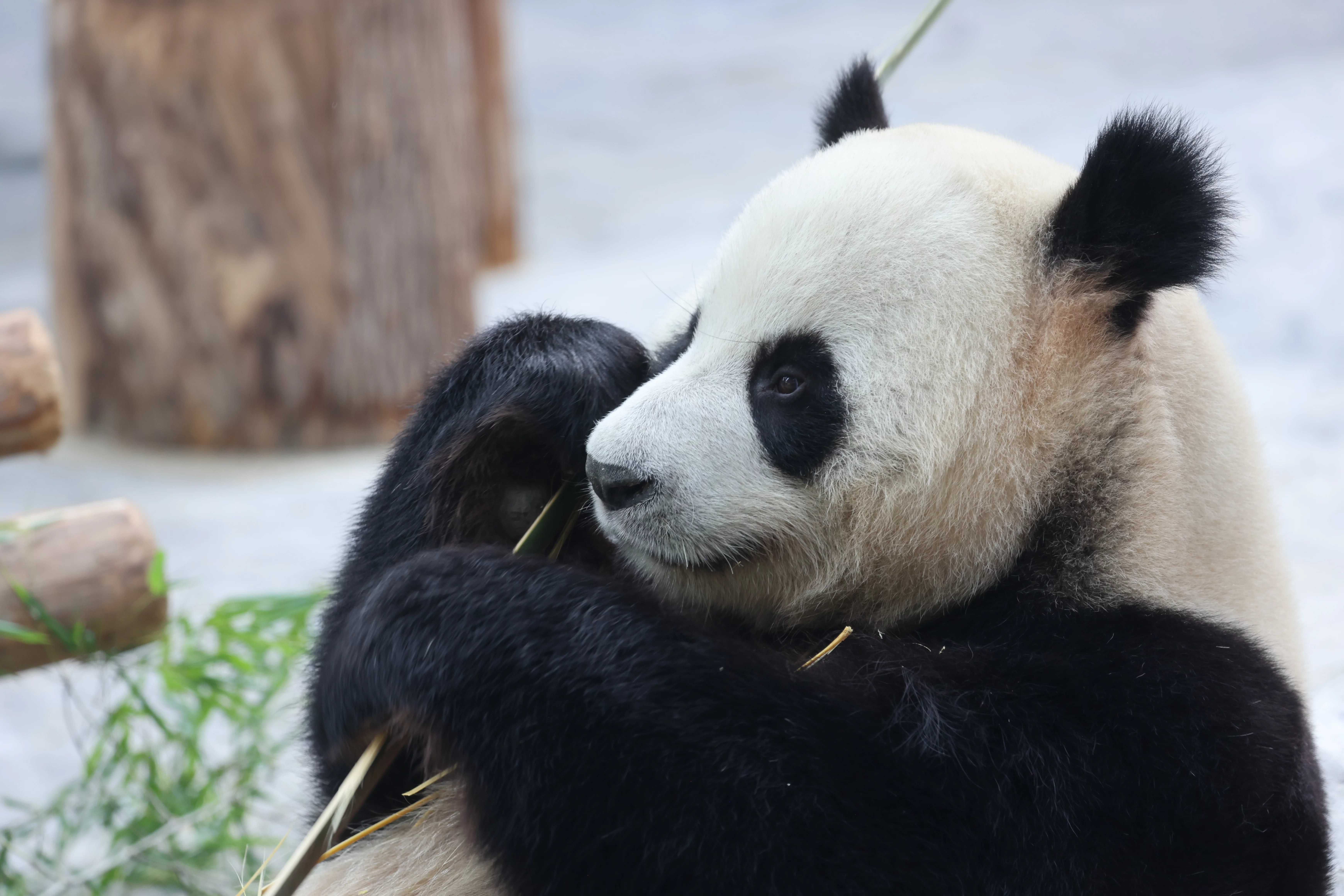 Southern Sichuan Bamboo Sea
