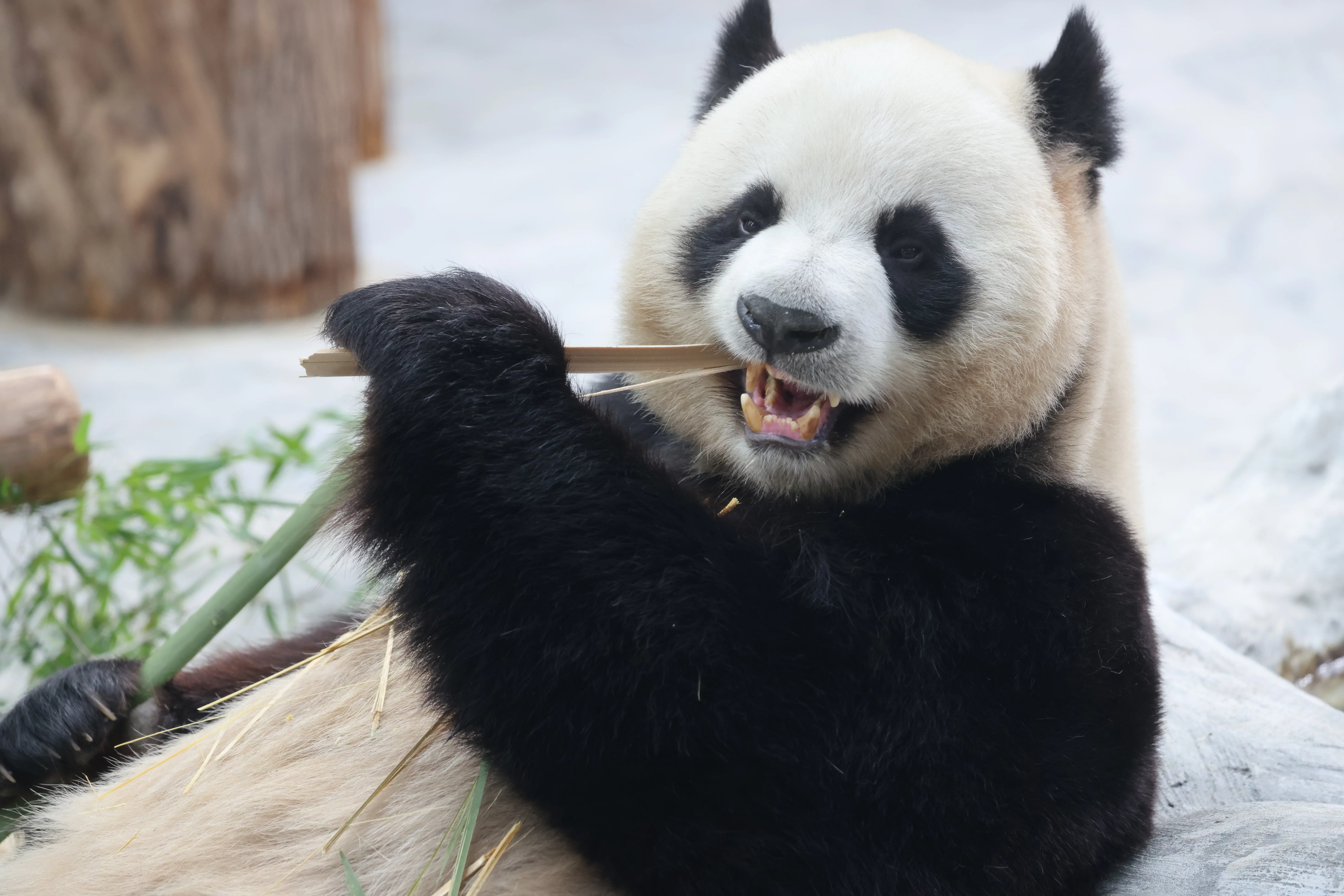 Southern Sichuan Bamboo Sea