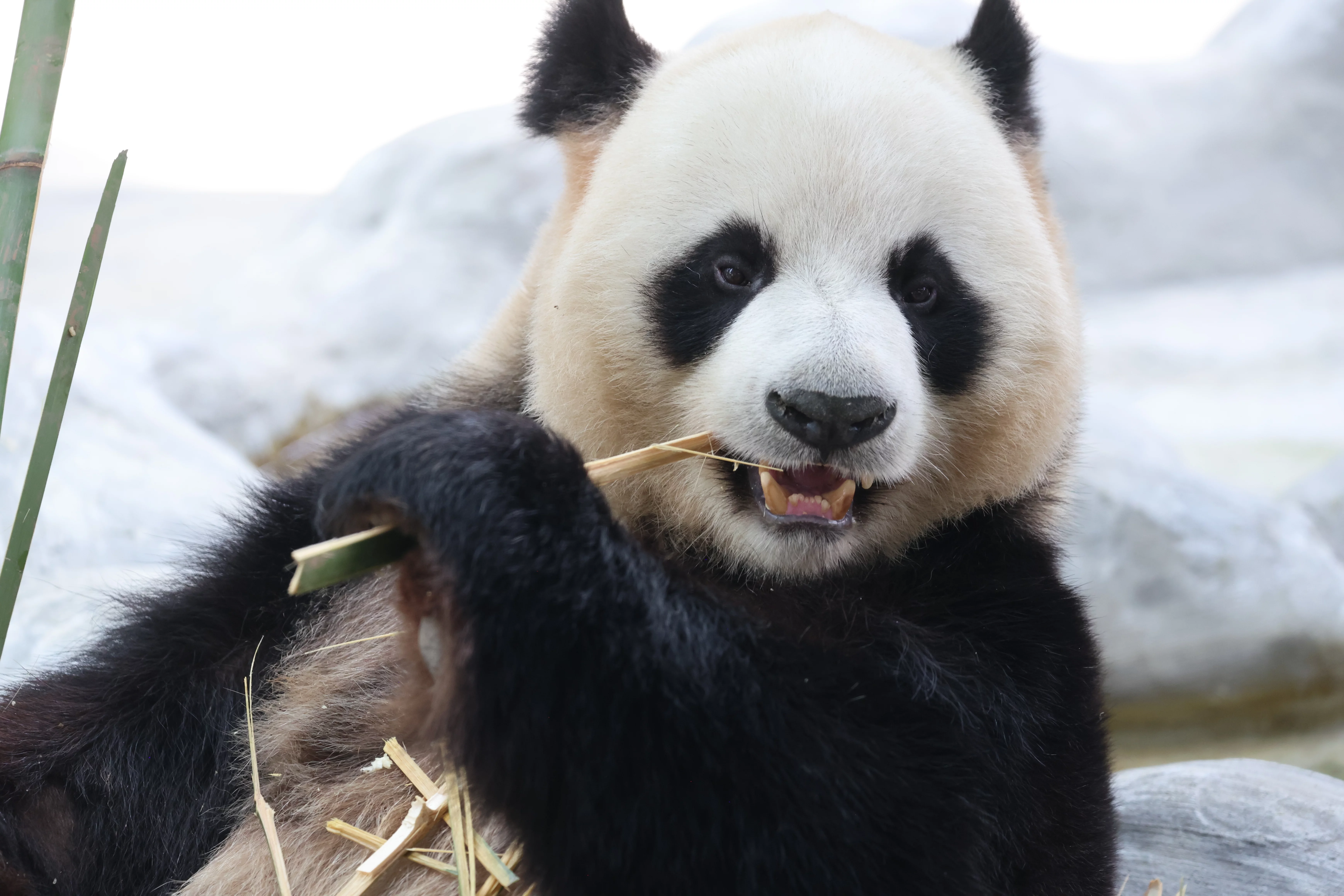 Southern Sichuan Bamboo Sea