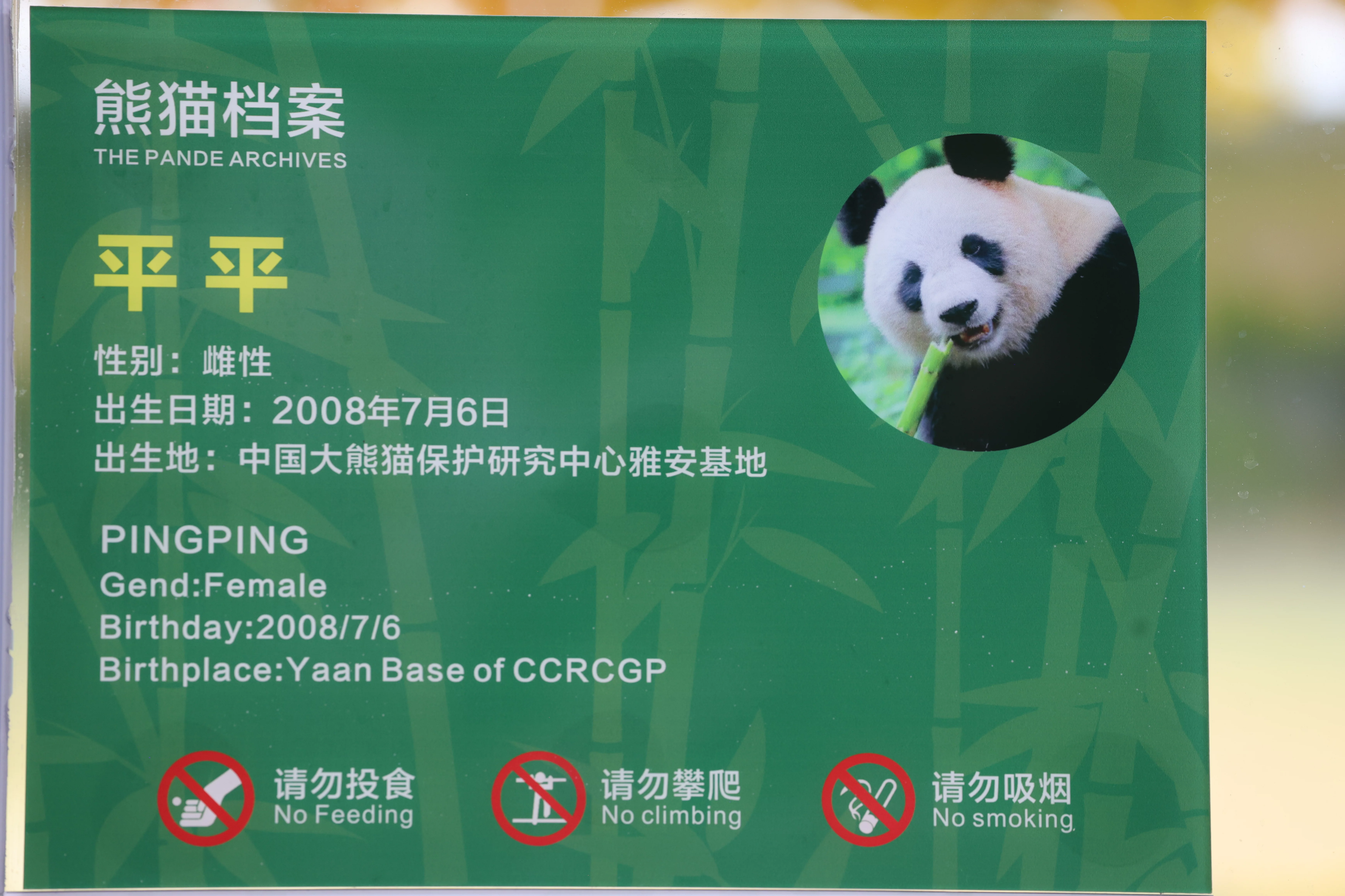 Southern Sichuan Bamboo Sea