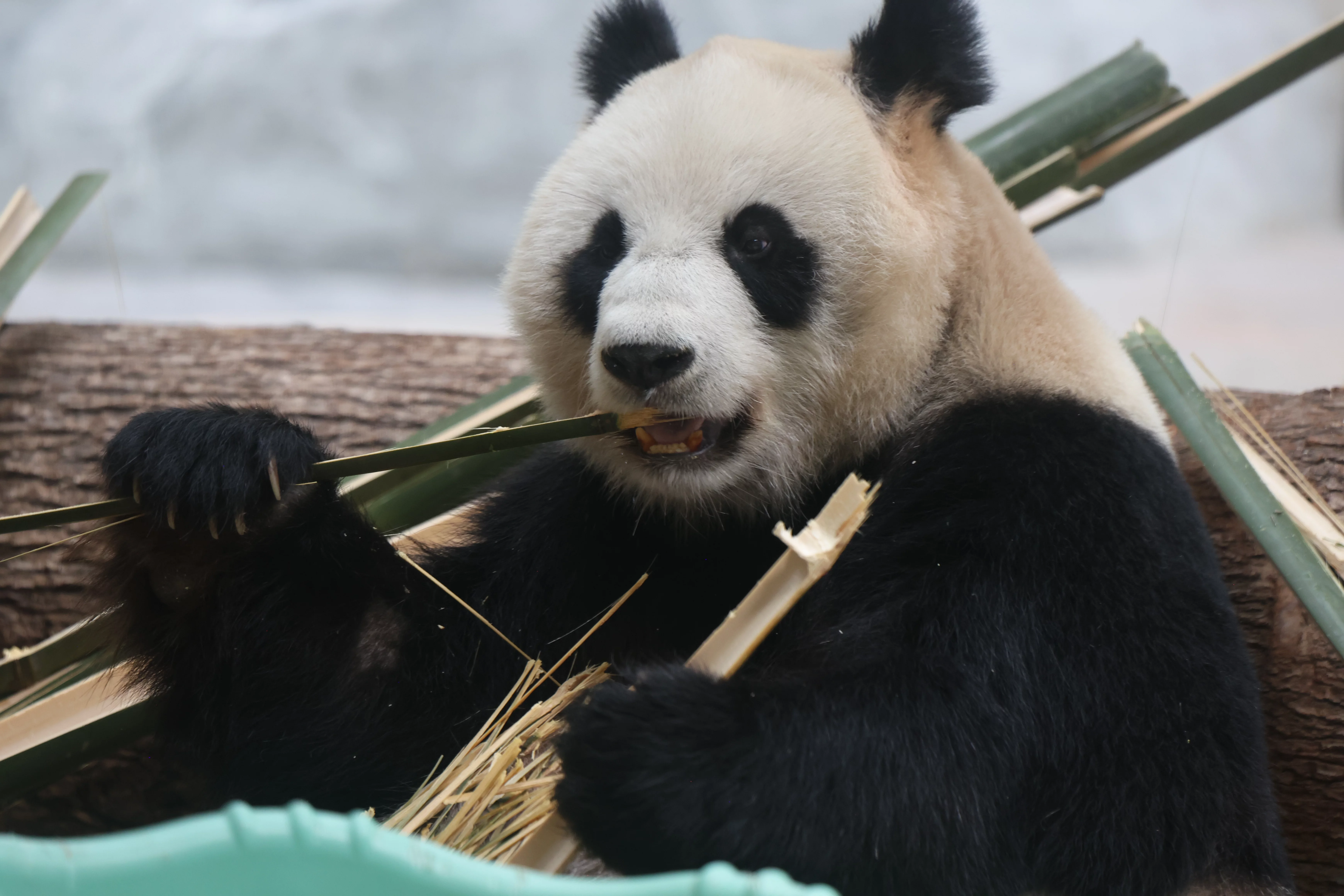 Southern Sichuan Bamboo Sea