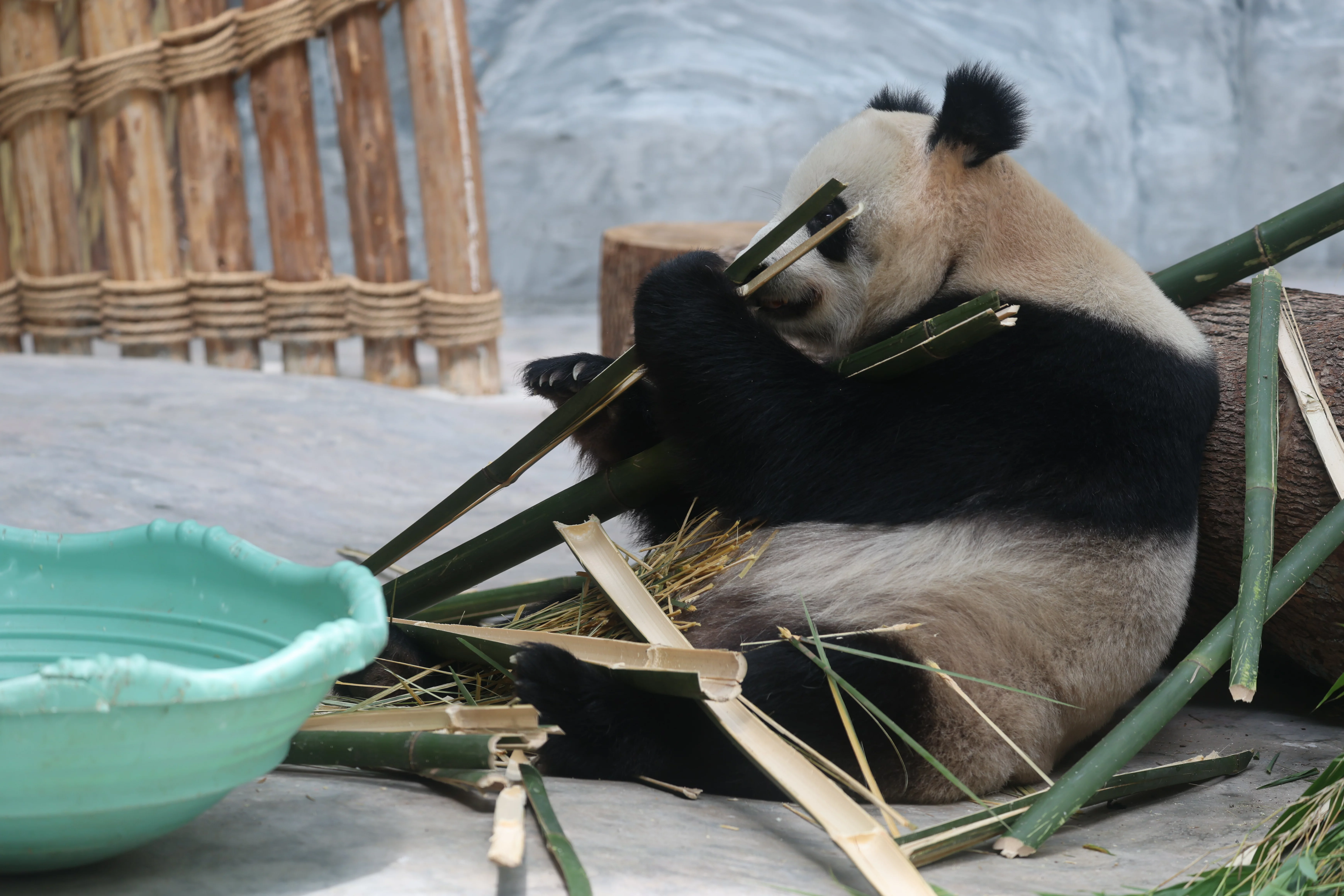 Southern Sichuan Bamboo Sea