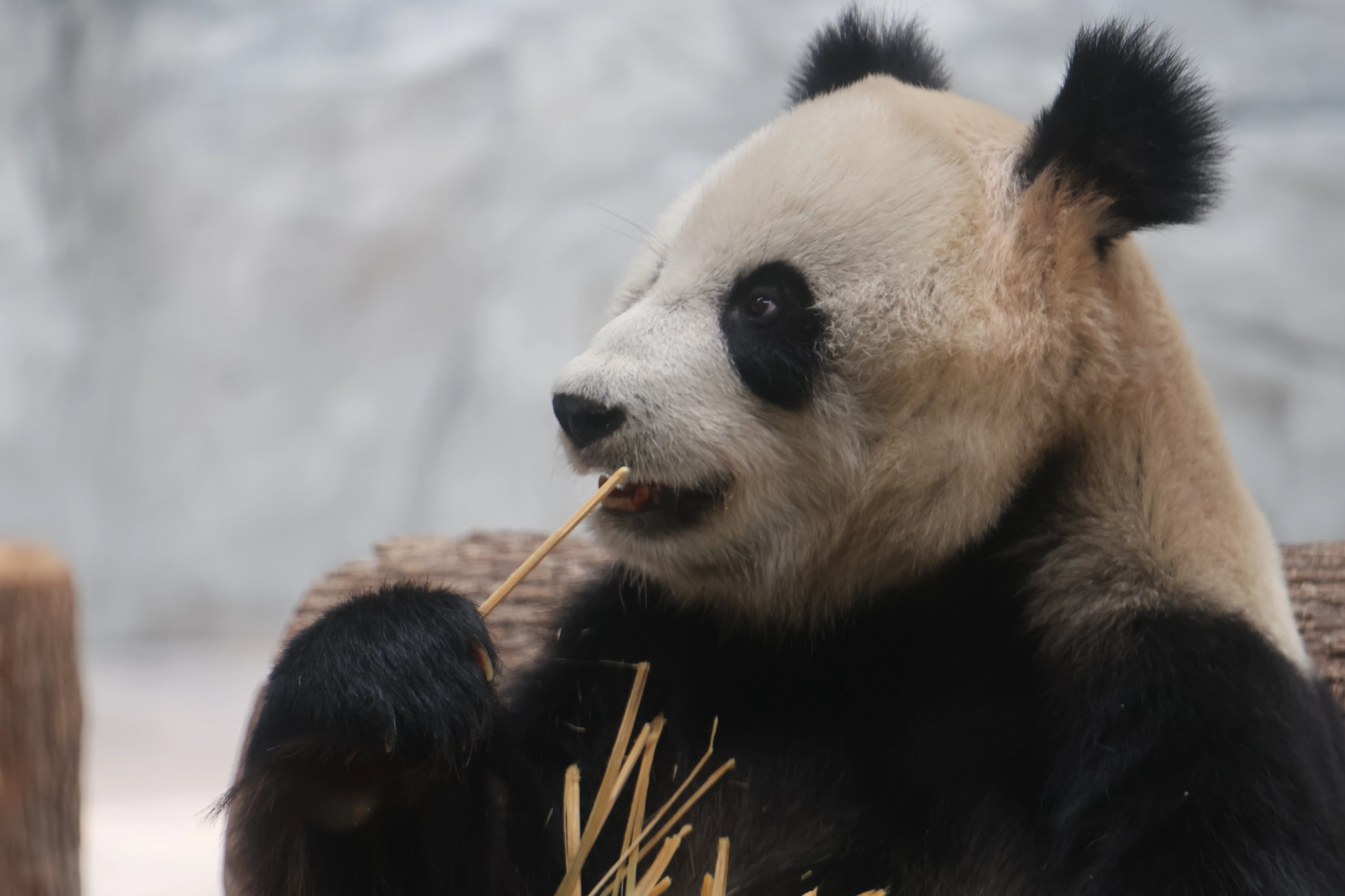 Southern Sichuan Bamboo Sea