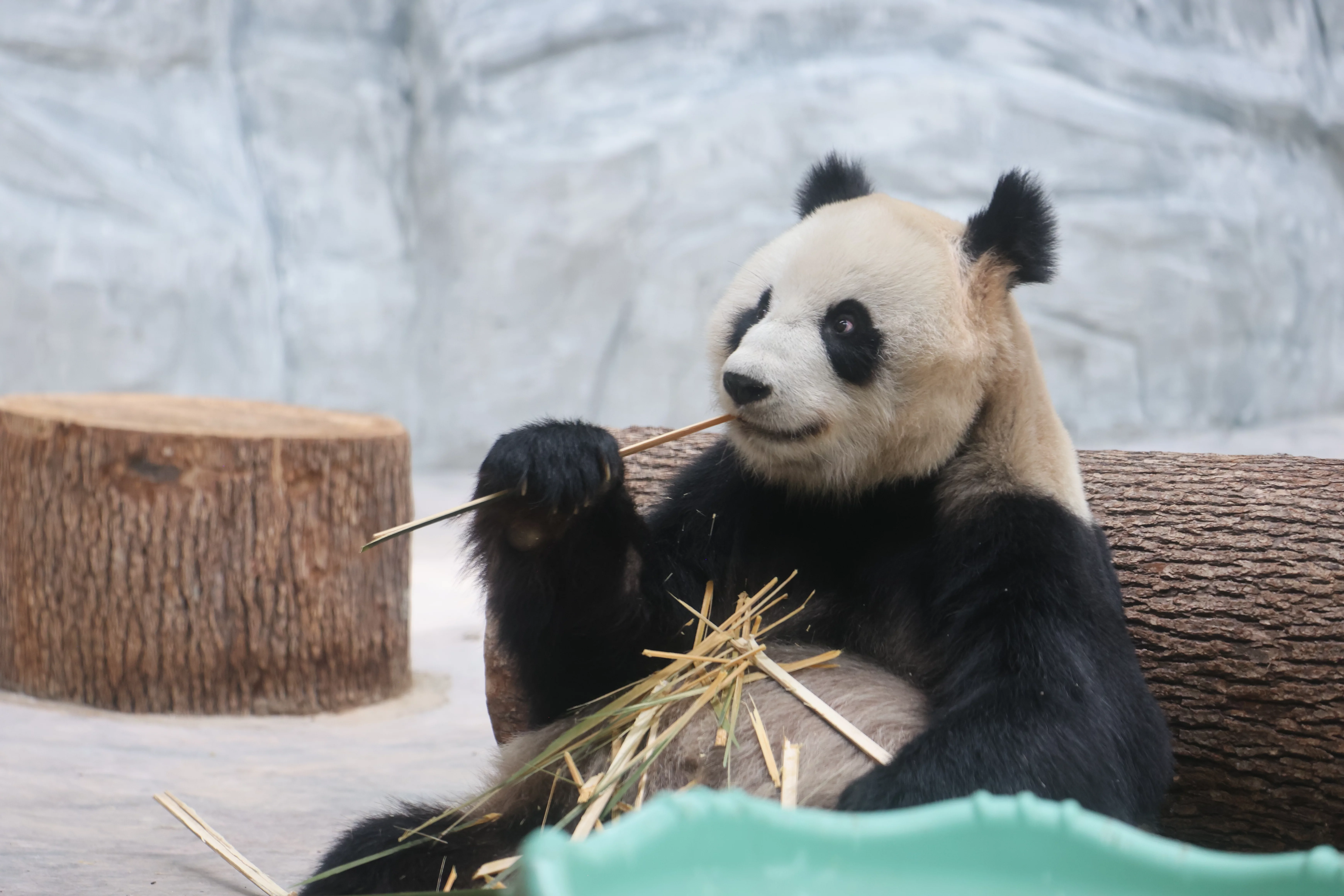 Southern Sichuan Bamboo Sea