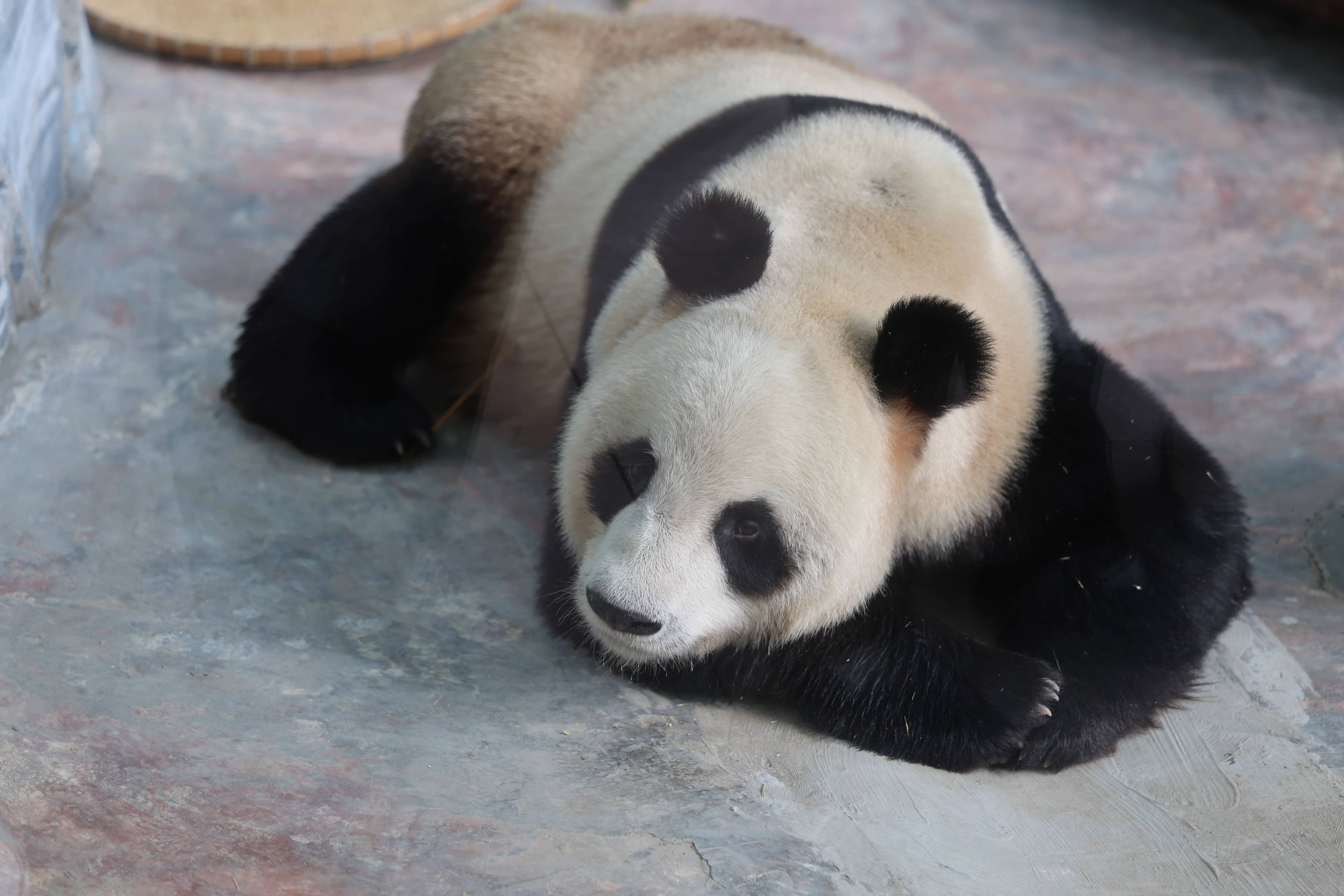 Southern Sichuan Bamboo Sea