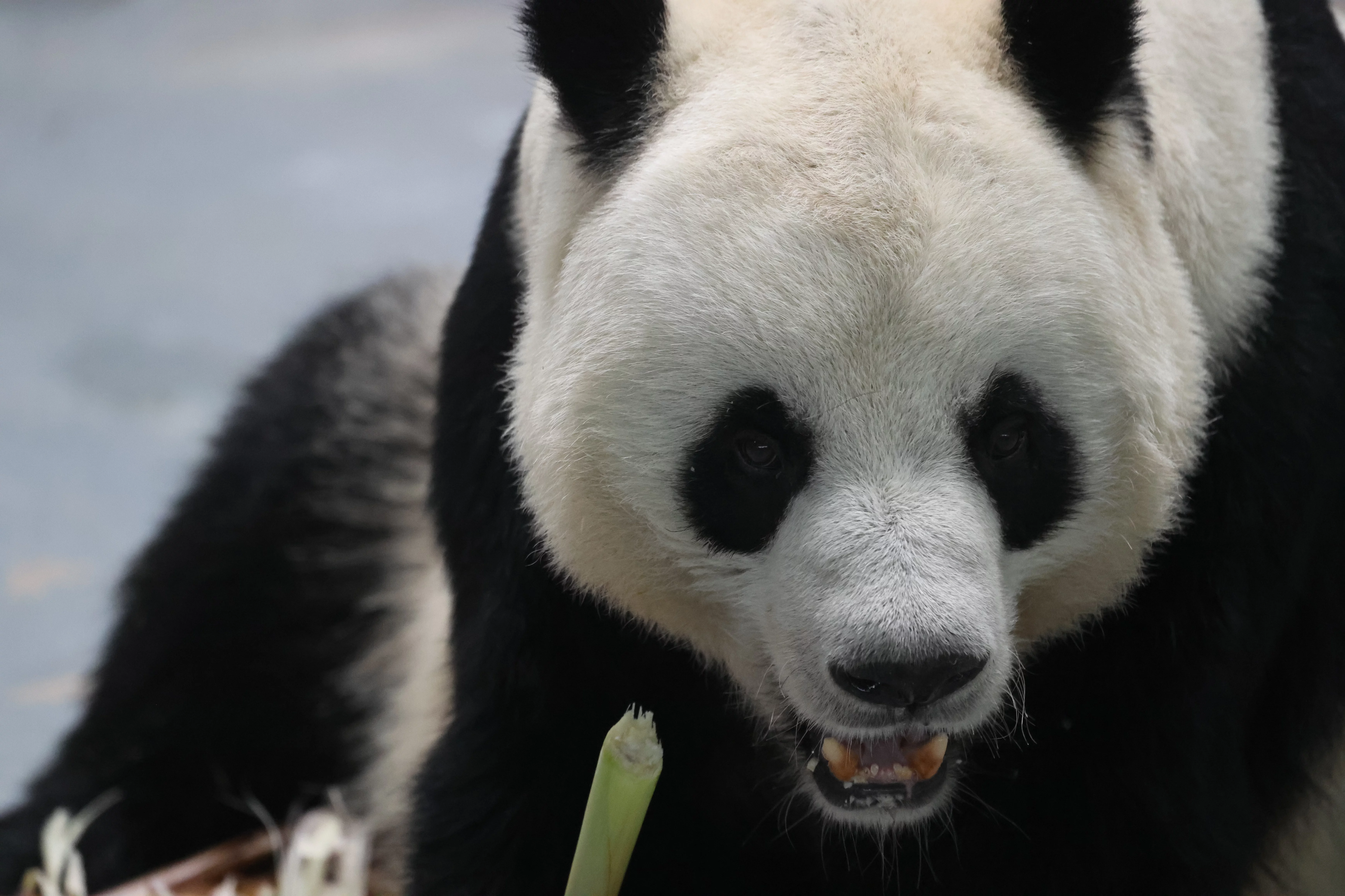 Xining Wildlife Park