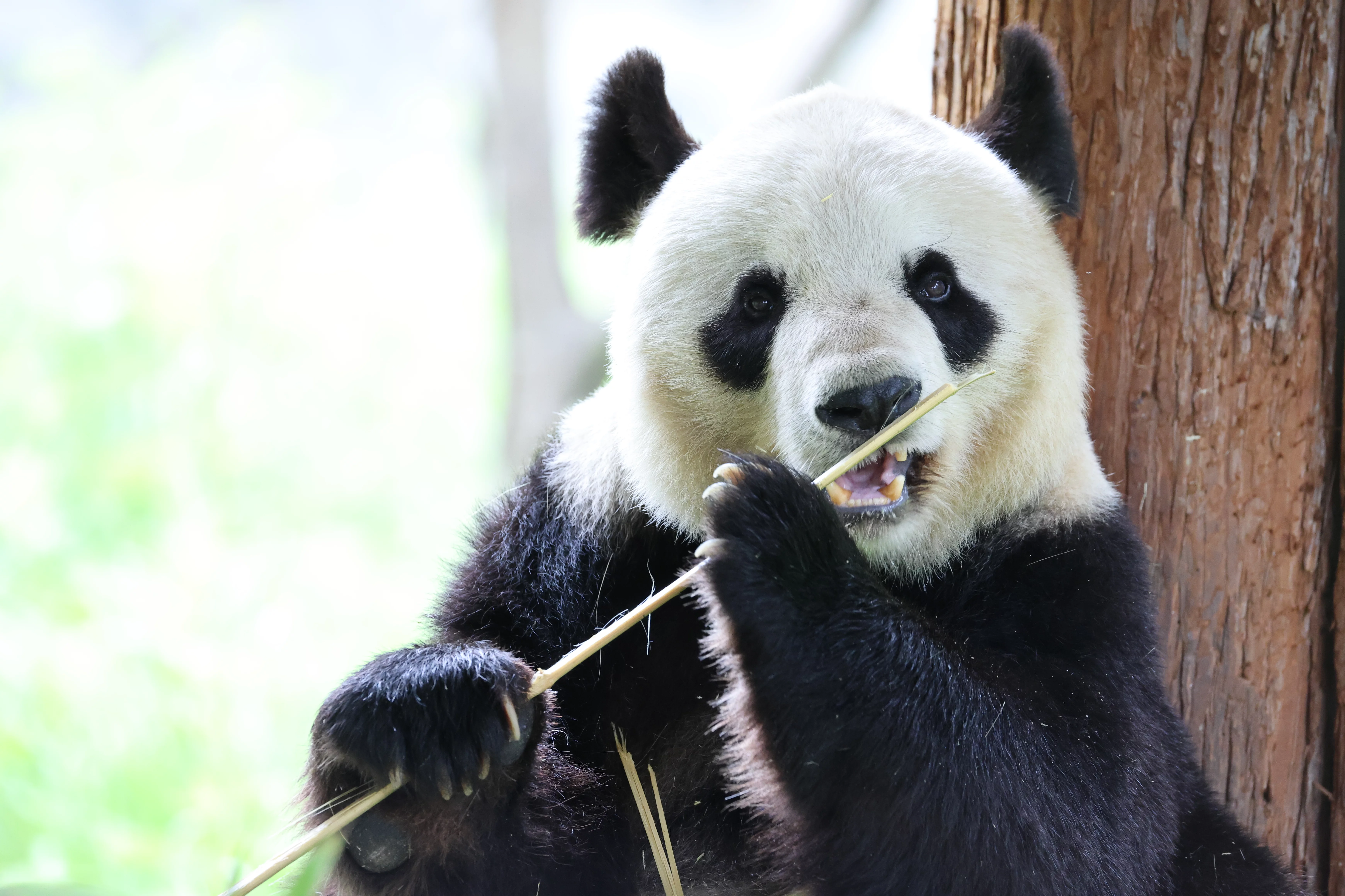 Panda International Original Discovery Camp