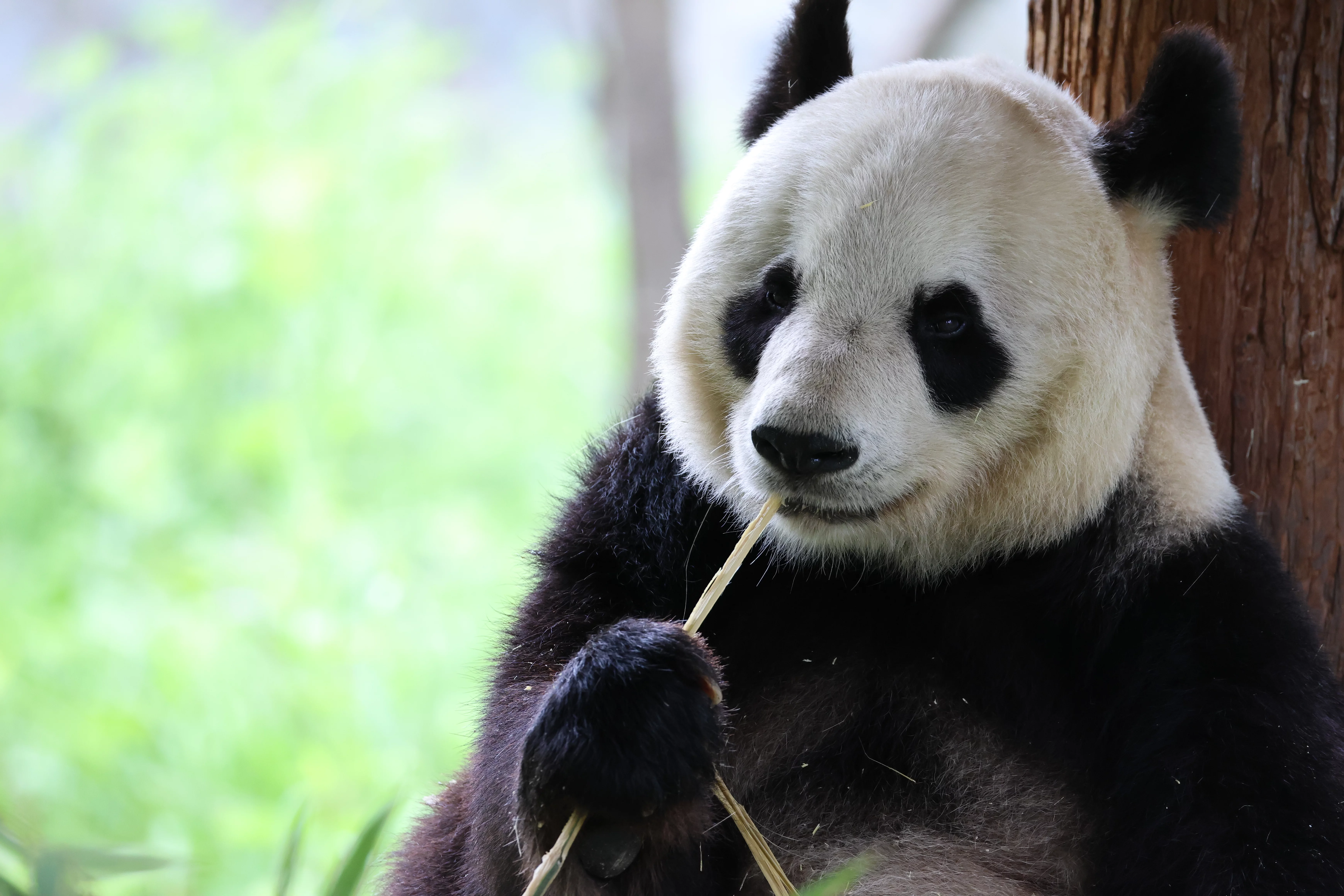 Panda International Original Discovery Camp