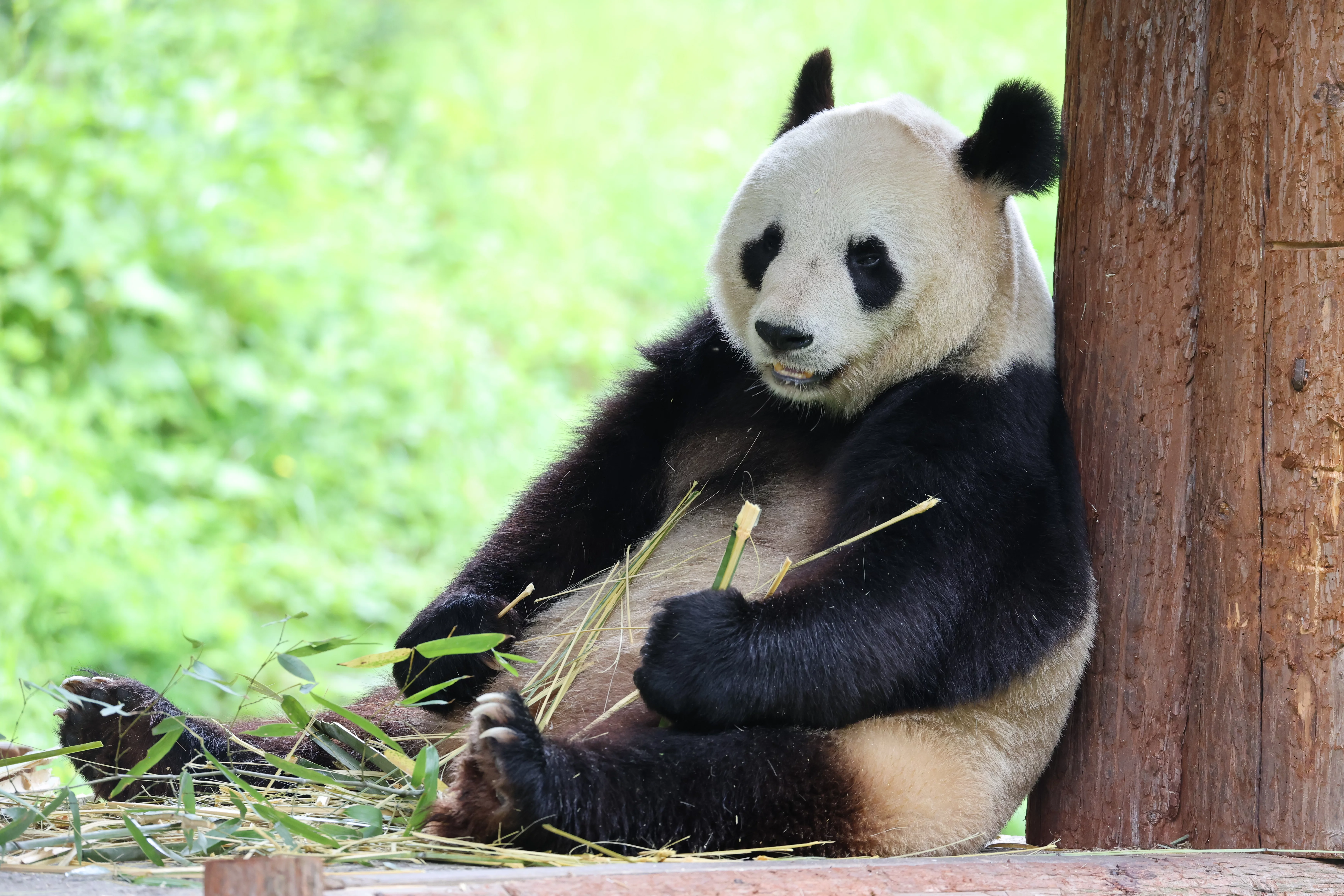 Panda International Original Discovery Camp