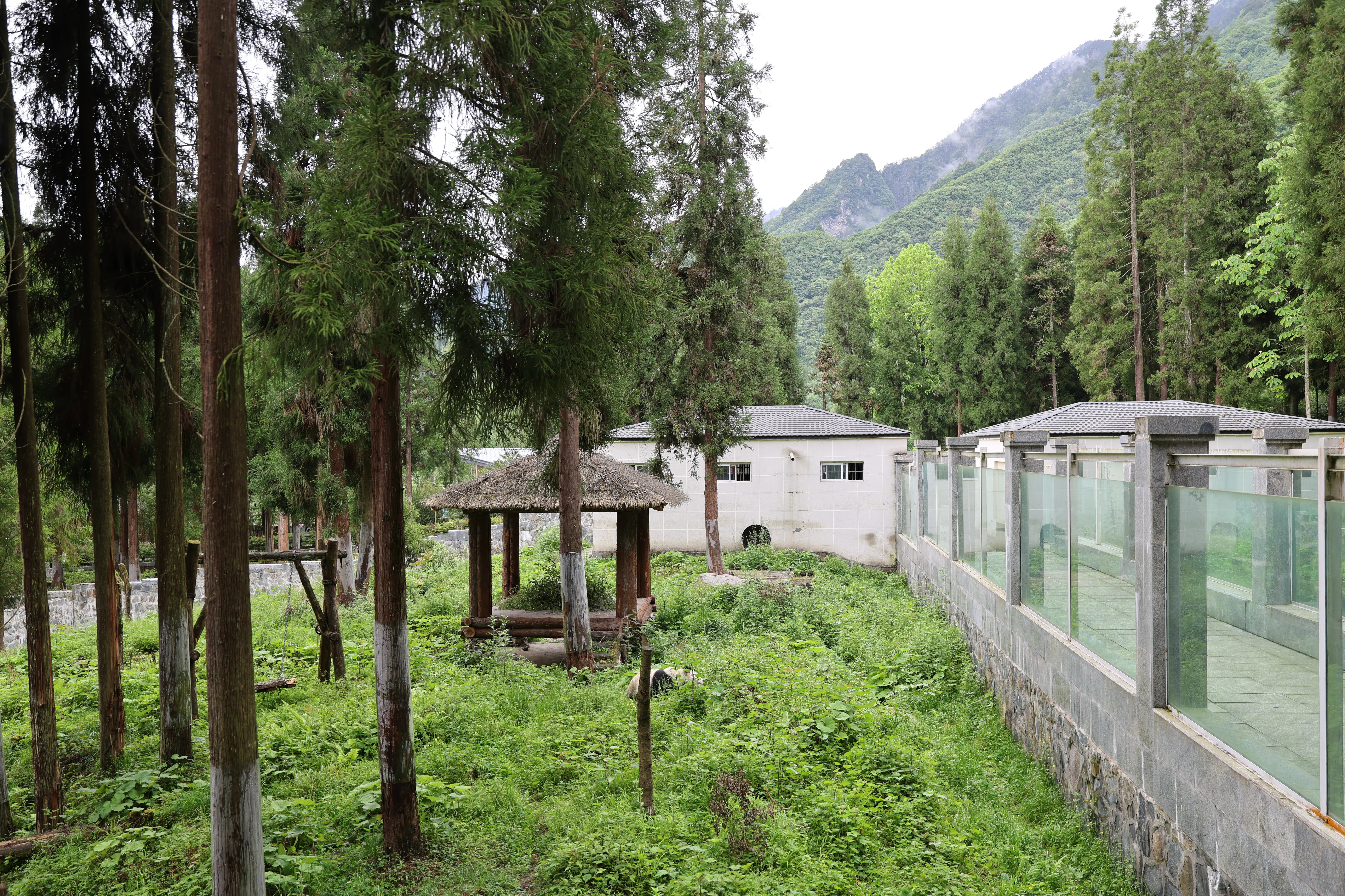 Panda International Original Discovery Camp