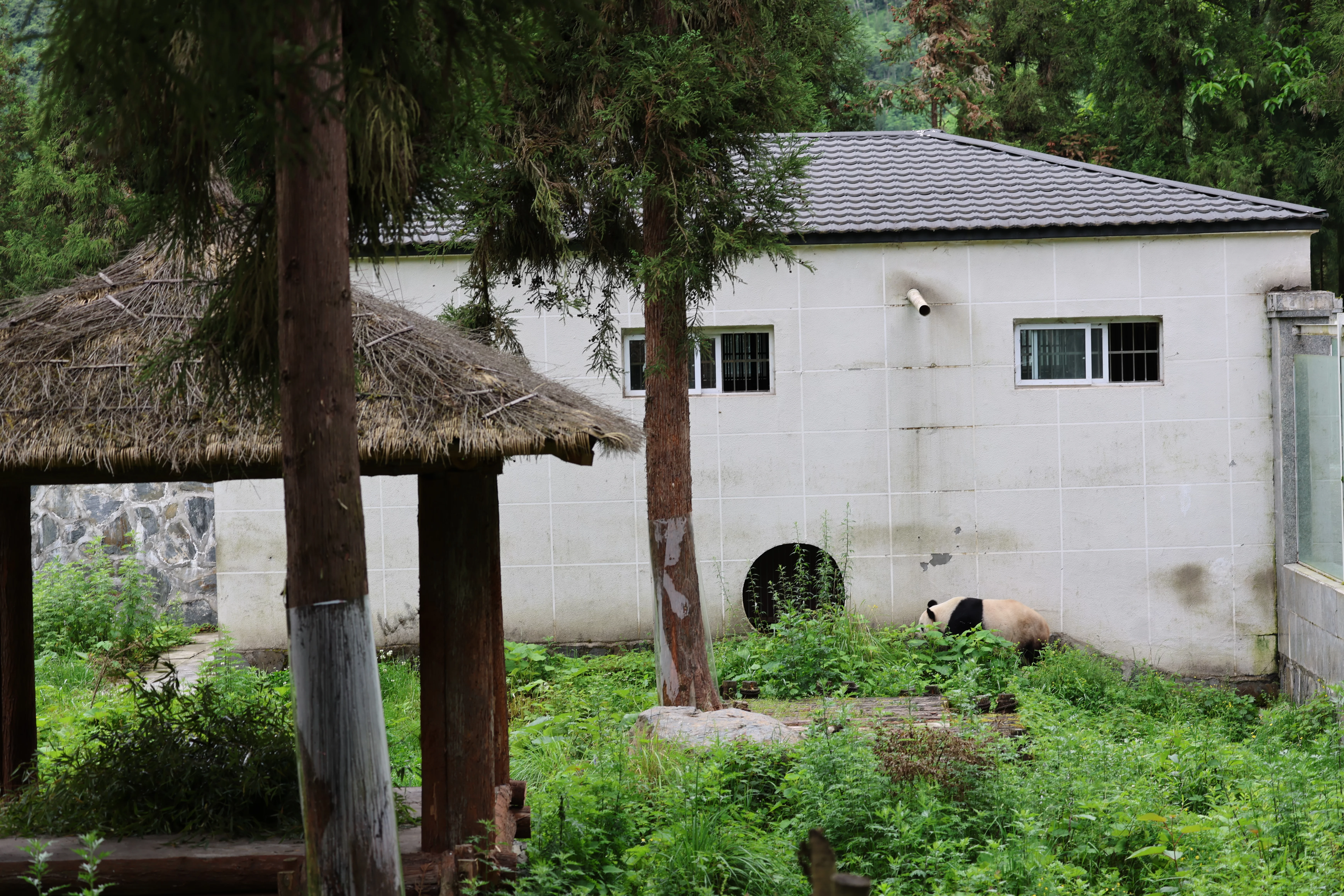 Panda International Original Discovery Camp