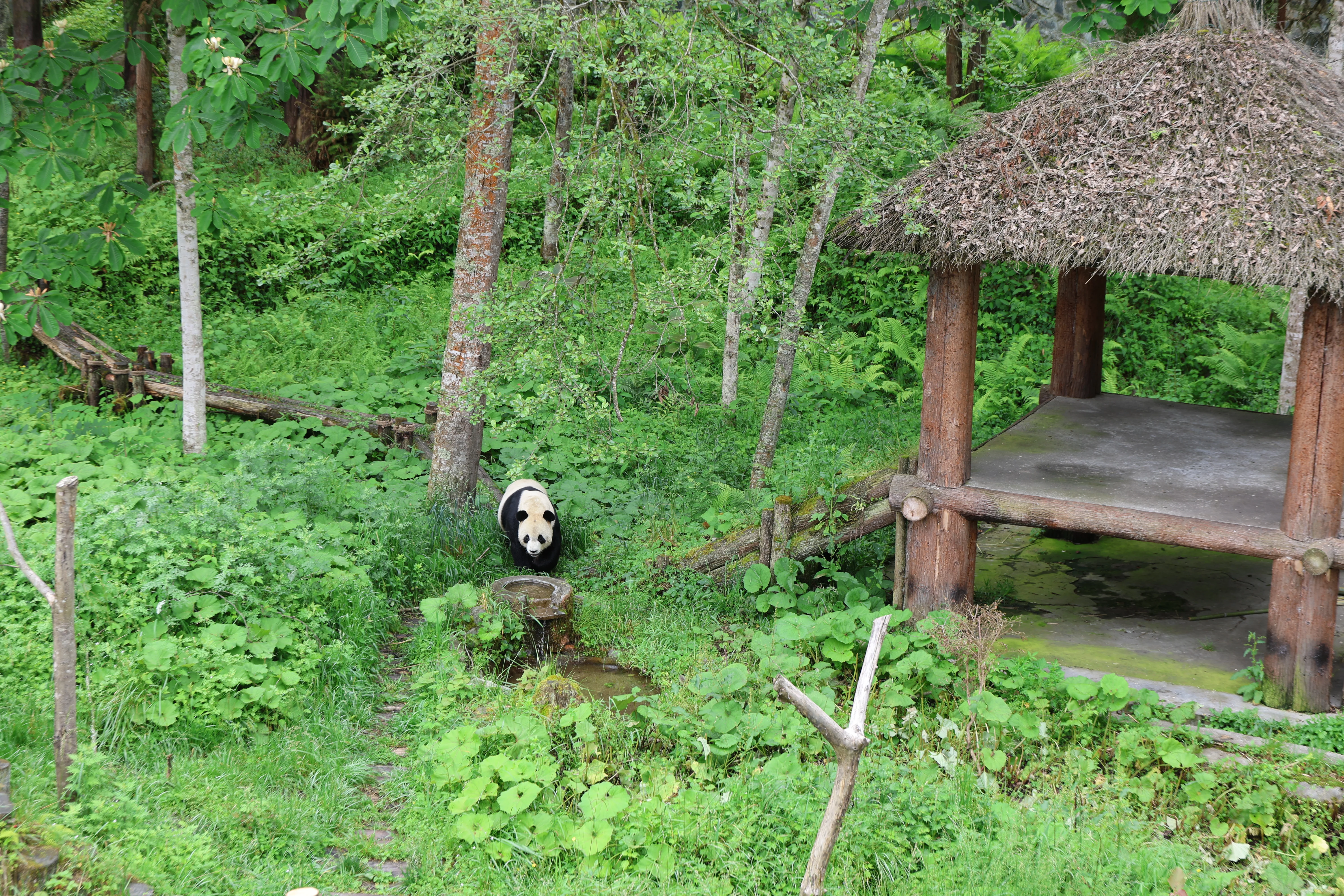 Panda International Original Discovery Camp
