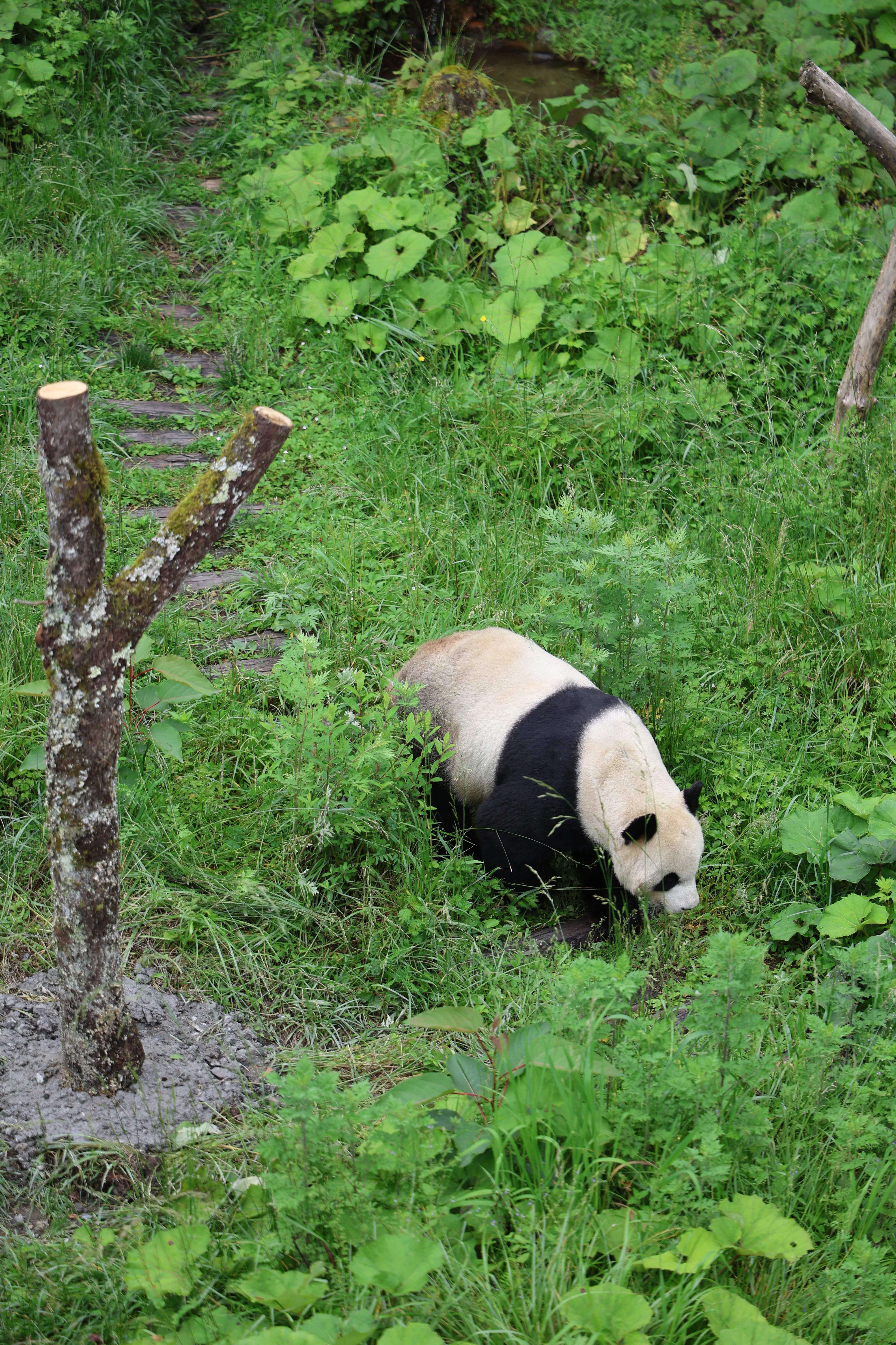 Panda International Original Discovery Camp