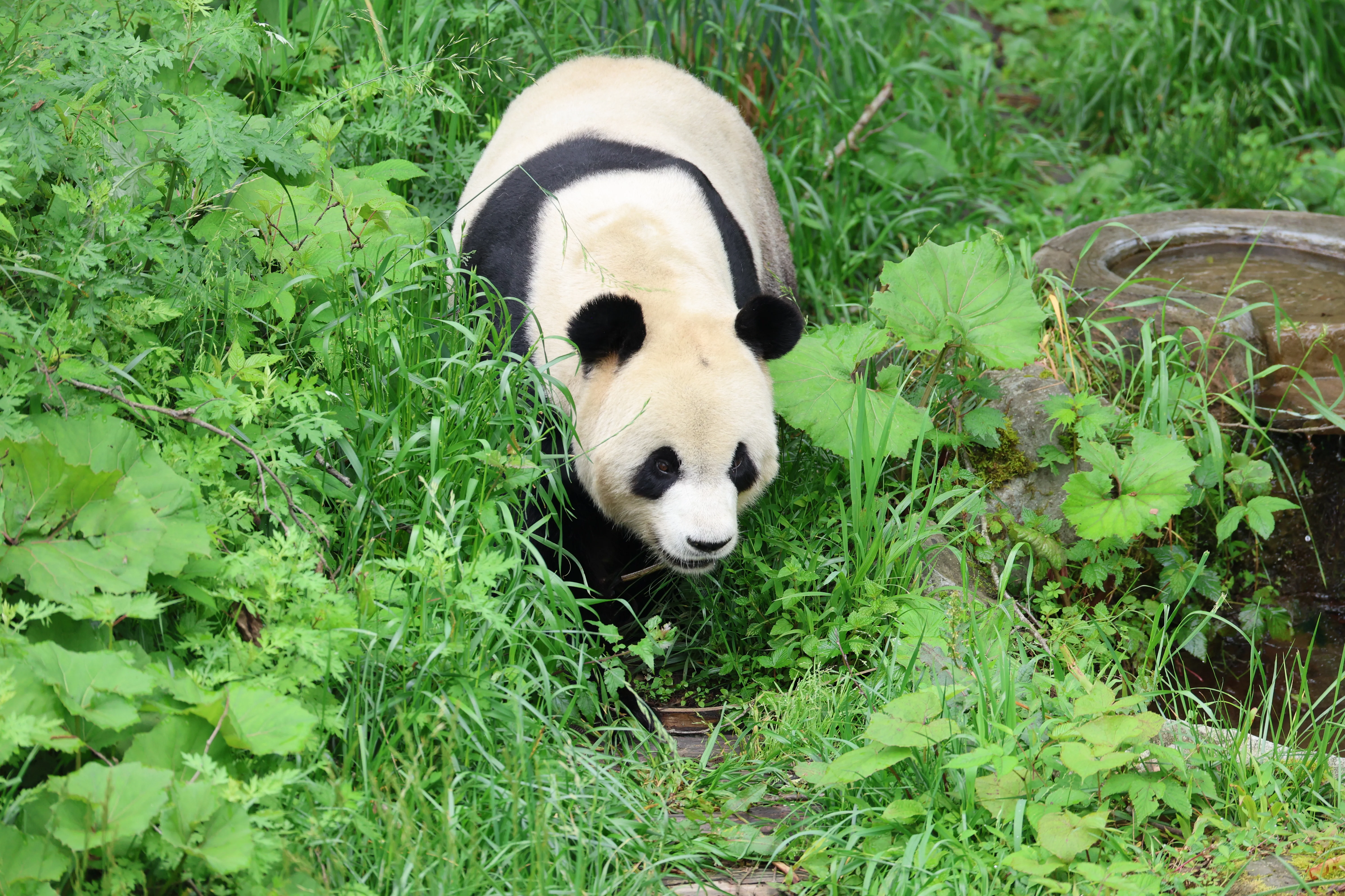 Panda International Original Discovery Camp