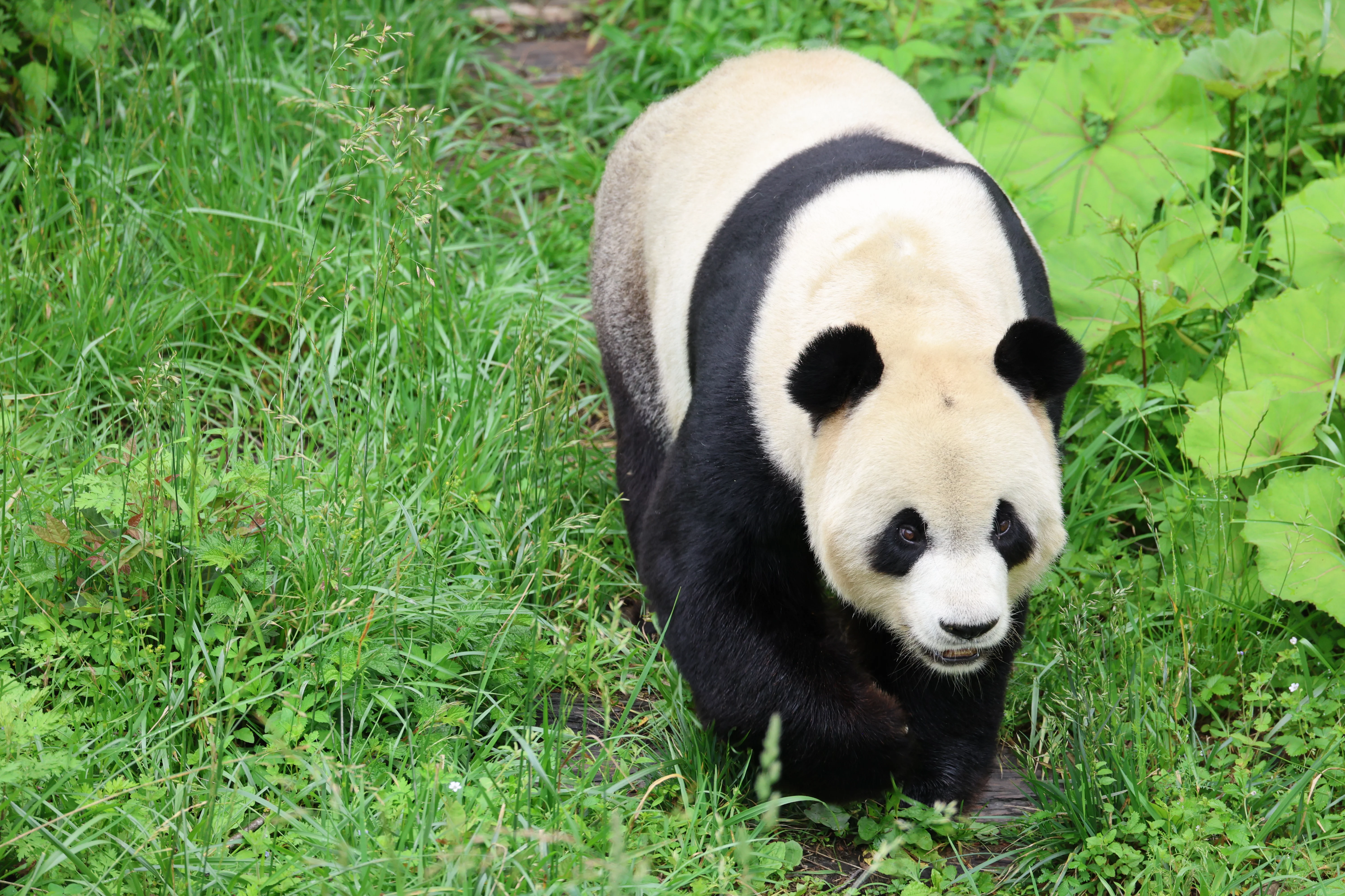Panda International Original Discovery Camp